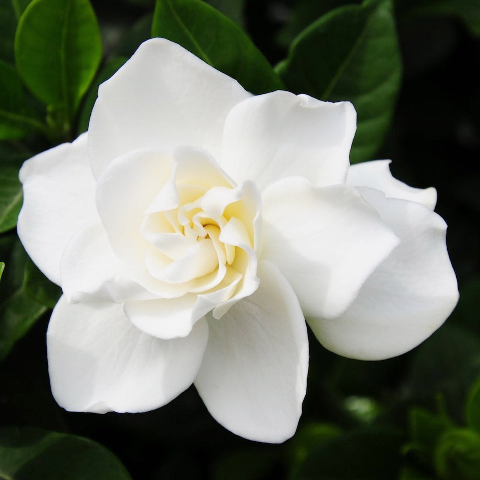 Gardenia Jasminoides - House Plants Delivery Toronto - JOMO Studio