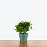 Gardenia Plant — 6" Pot
