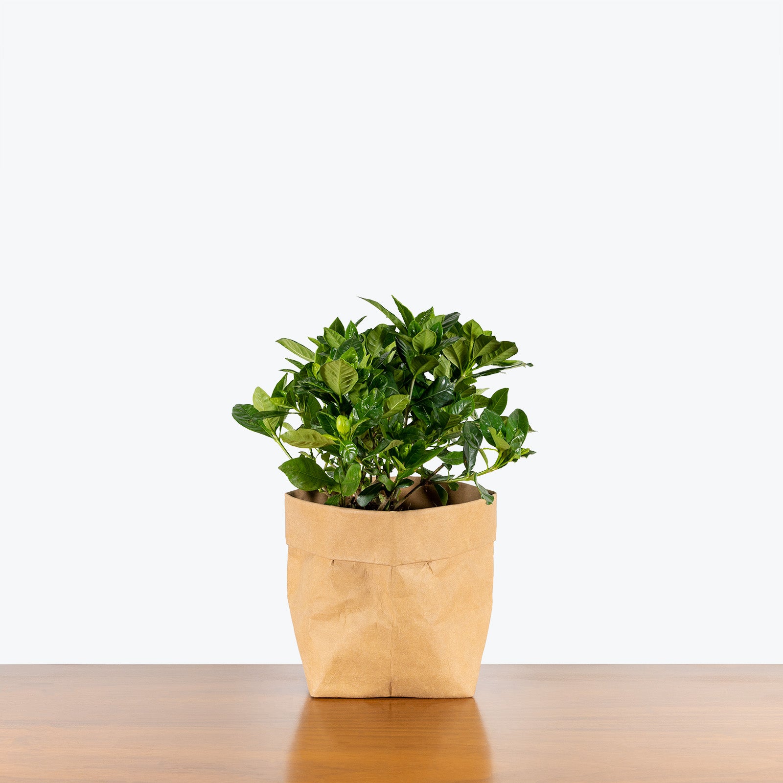 Gardenia Jasminoides - House Plants Delivery Toronto - JOMO Studio