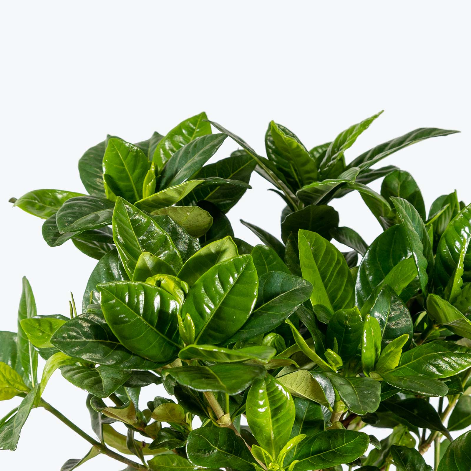 Gardenia Jasminoides - House Plants Delivery Toronto - JOMO Studio