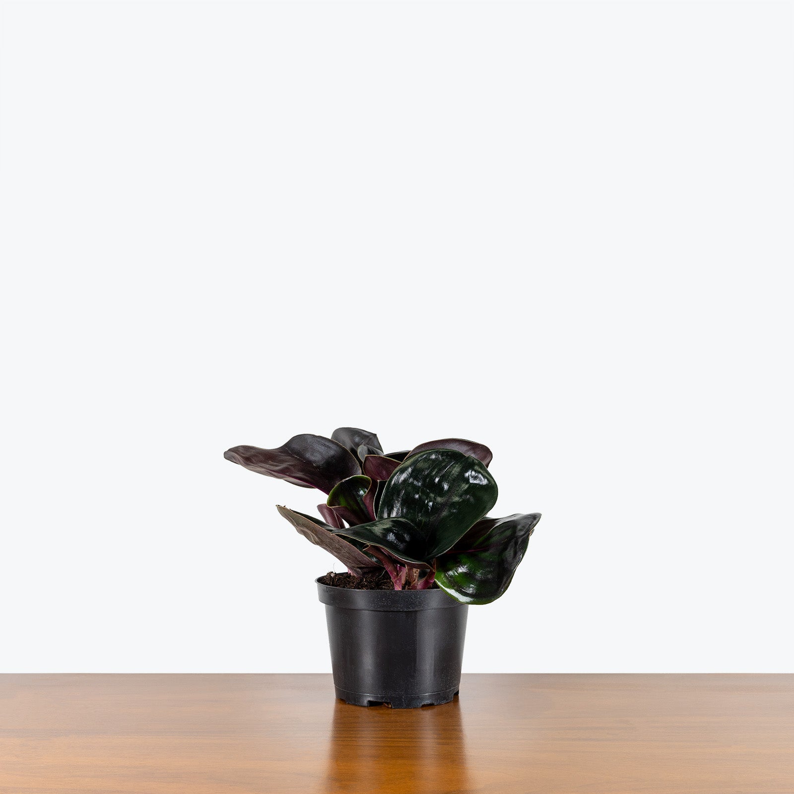 Geogenanthus Ciliatus - House Plants Delivery Toronto - JOMO Studio