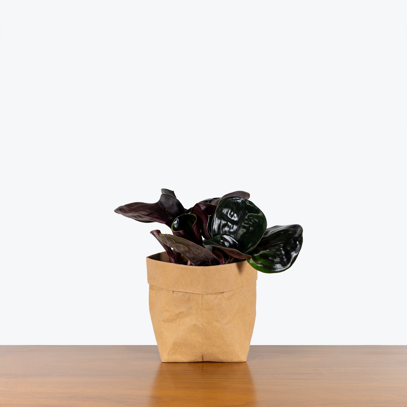 Geogenanthus Ciliatus - House Plants Delivery Toronto - JOMO Studio