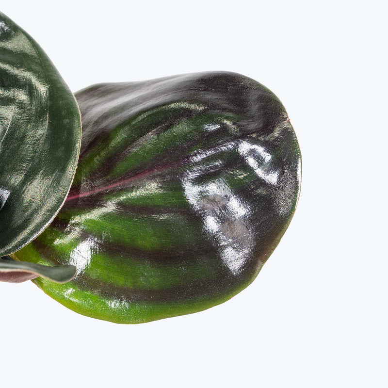 Geogenanthus Ciliatus - House Plants Delivery Toronto - JOMO Studio