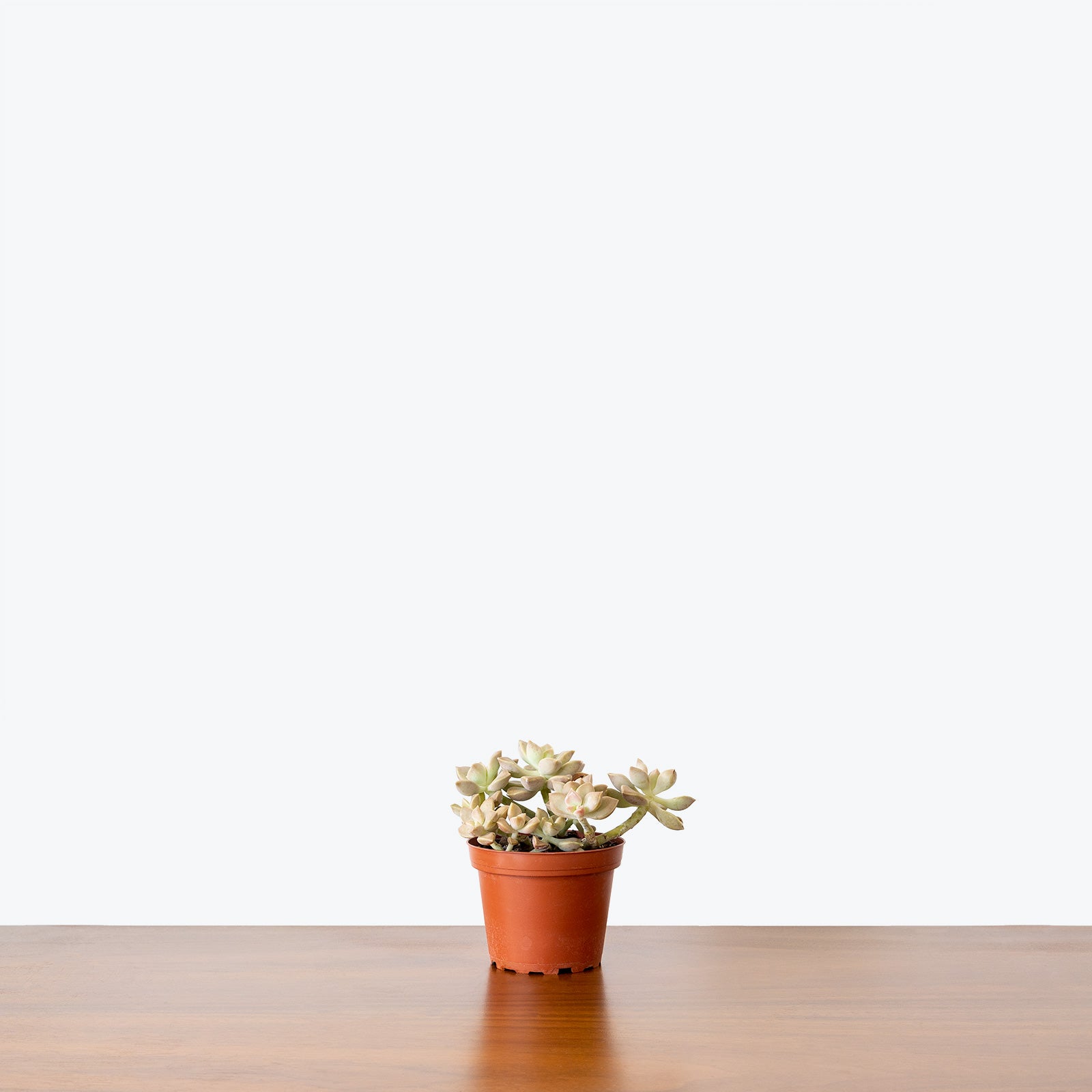 Graptopetalum Paraguayense - House Plants Delivery Toronto - JOMO Studio