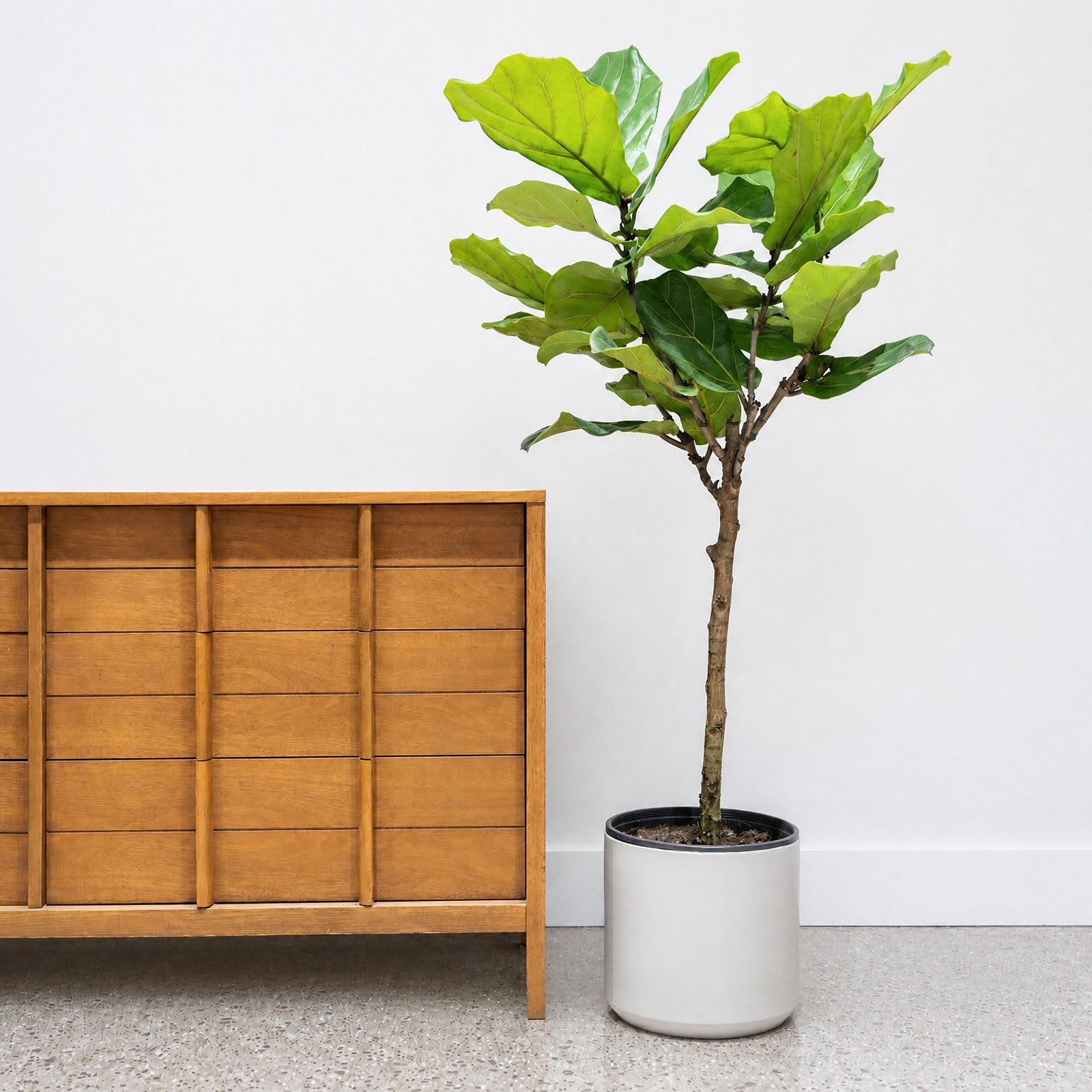 Grey Ceramic Planter - House Plants Delivery Toronto - JOMO Studio