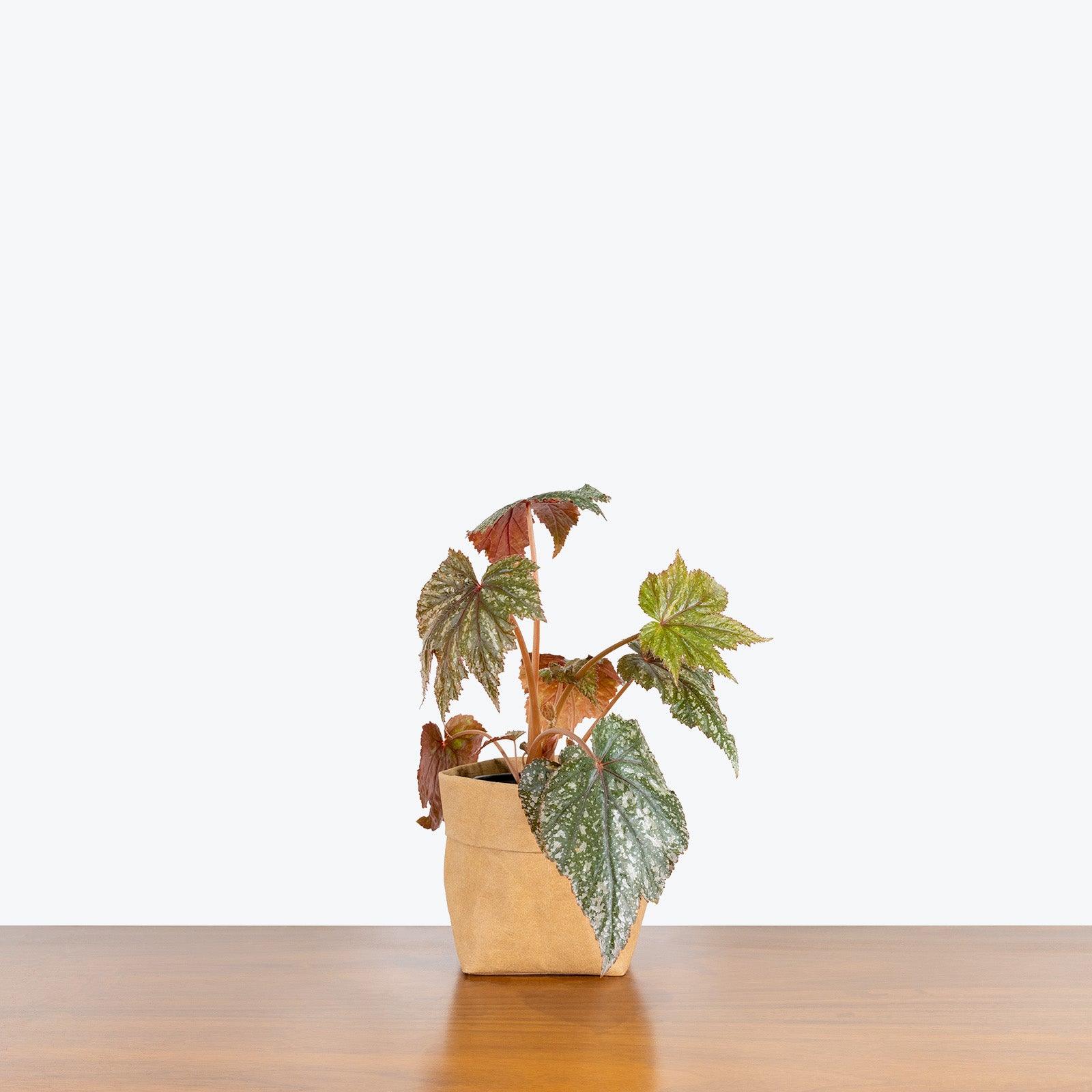 Monstera Deliciosa | Care Guide and Pro Tips - Delivery from Toronto across Canada - JOMO Studio
