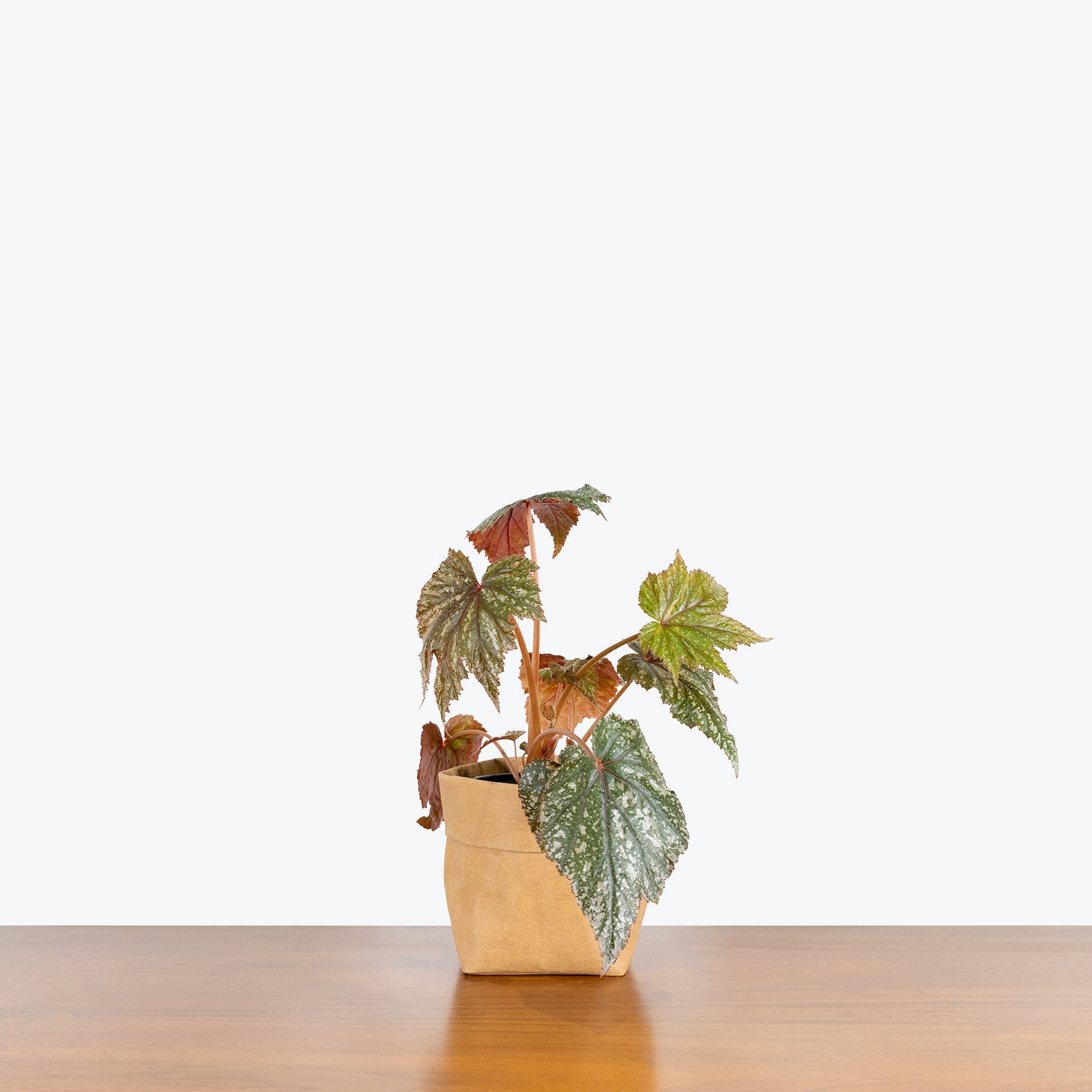 Gryphon Begonia - House Plants Delivery Toronto - JOMO Studio