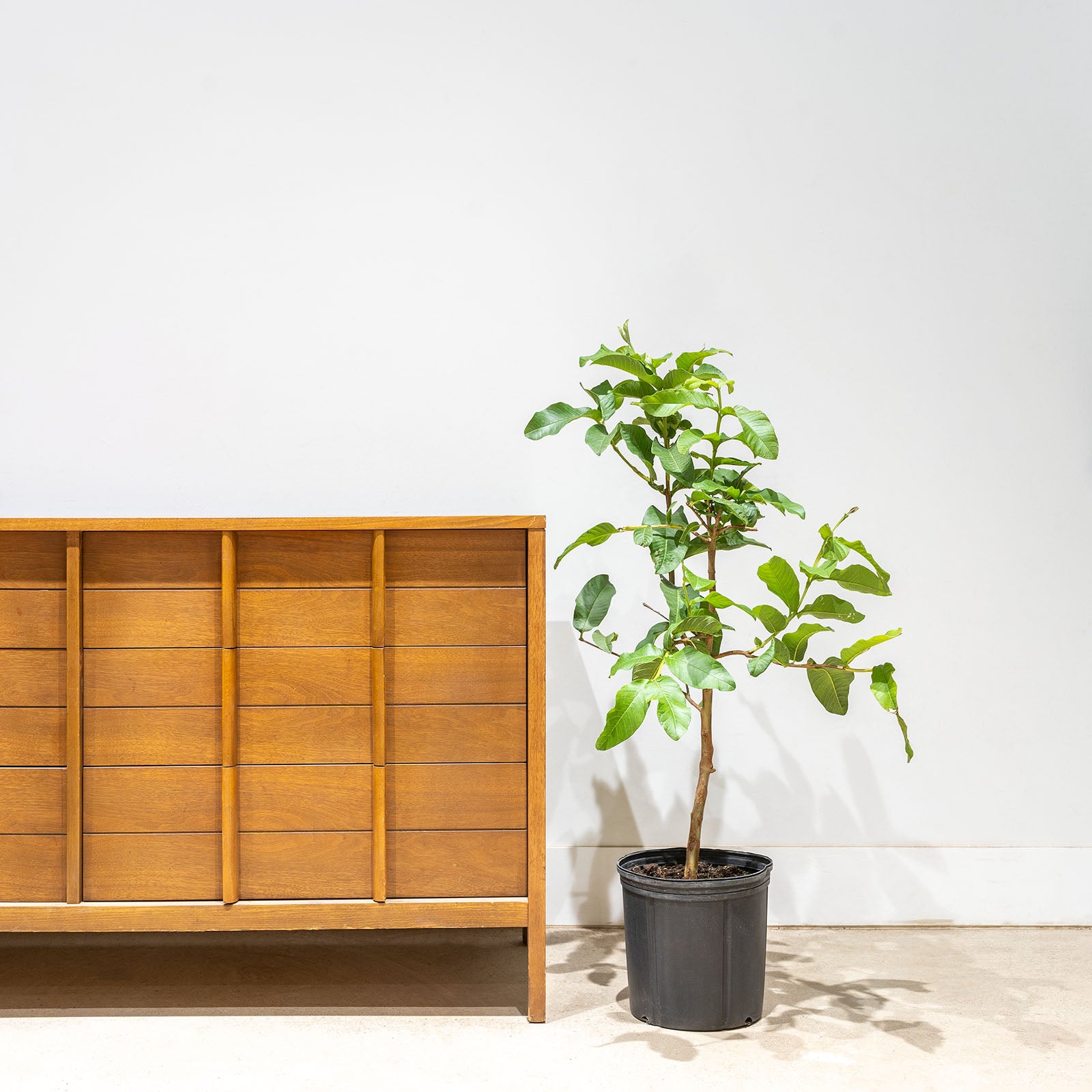 Guava Tree | Psidium guajava | Care Guide and Pro Tips - Delivery from Toronto across Canada - JOMO Studio