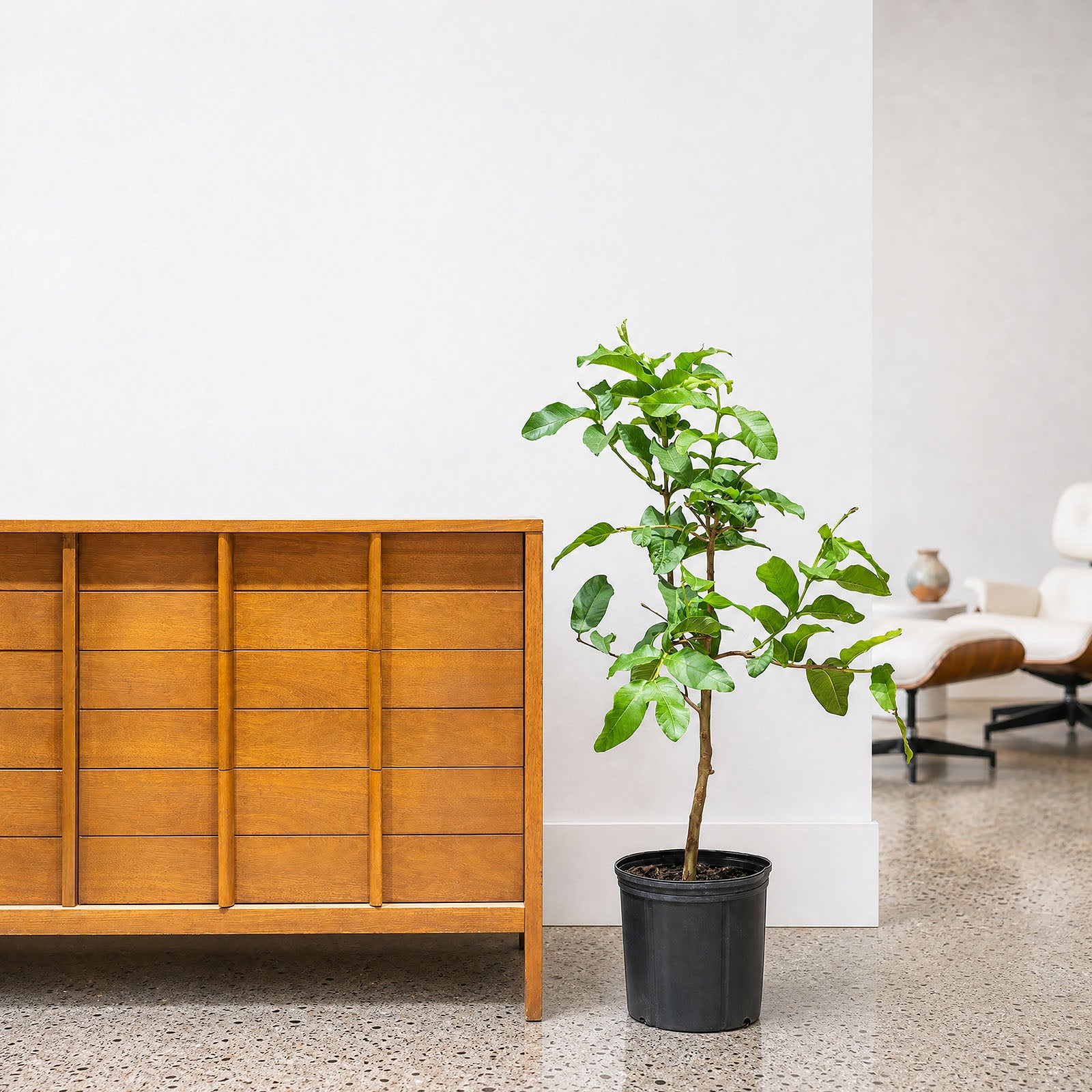 Guava Tree | Psidium guajava | Care Guide and Pro Tips - Delivery from Toronto across Canada - JOMO Studio
