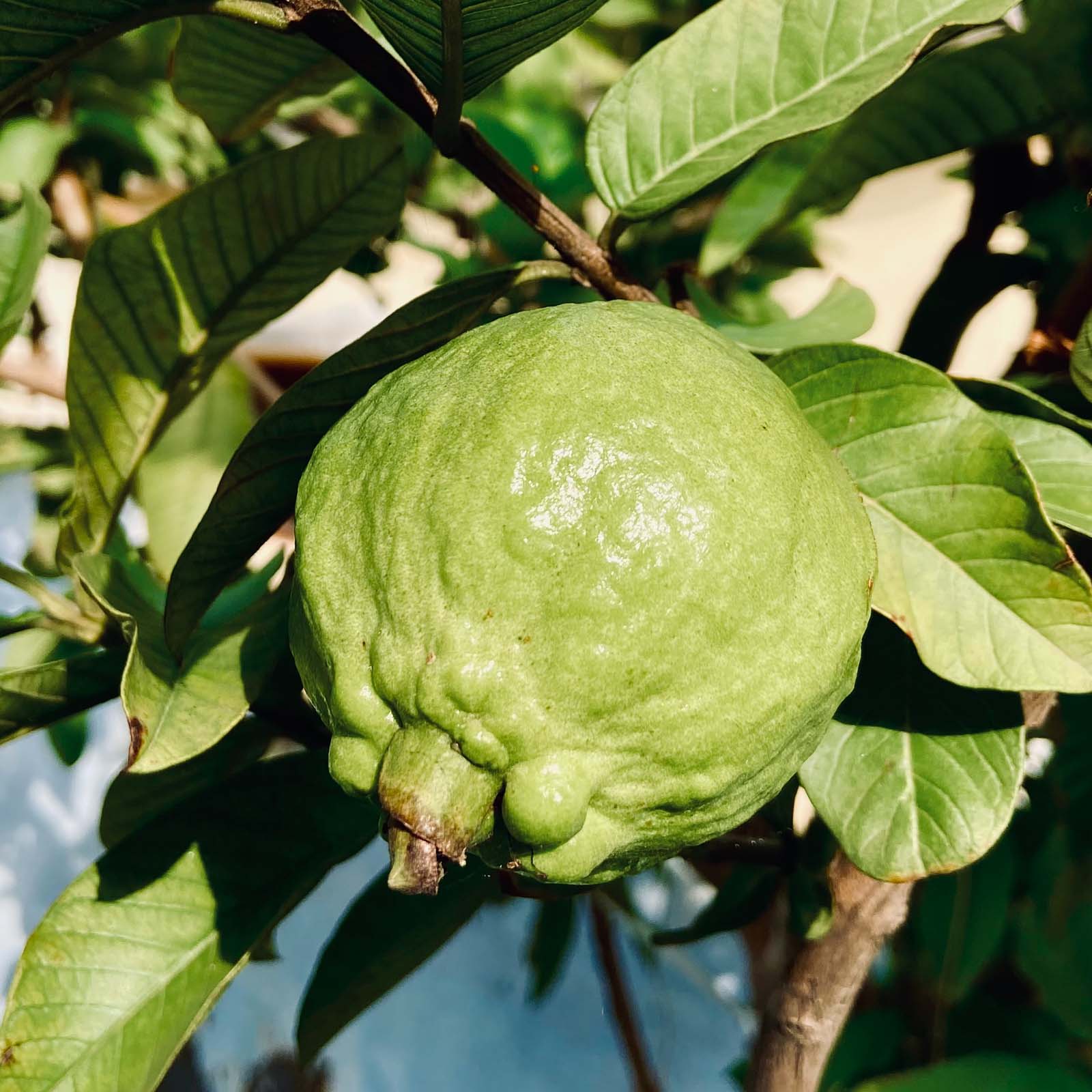 Guava Tree | Psidium guajava | Care Guide and Pro Tips - Delivery from Toronto across Canada - JOMO Studio