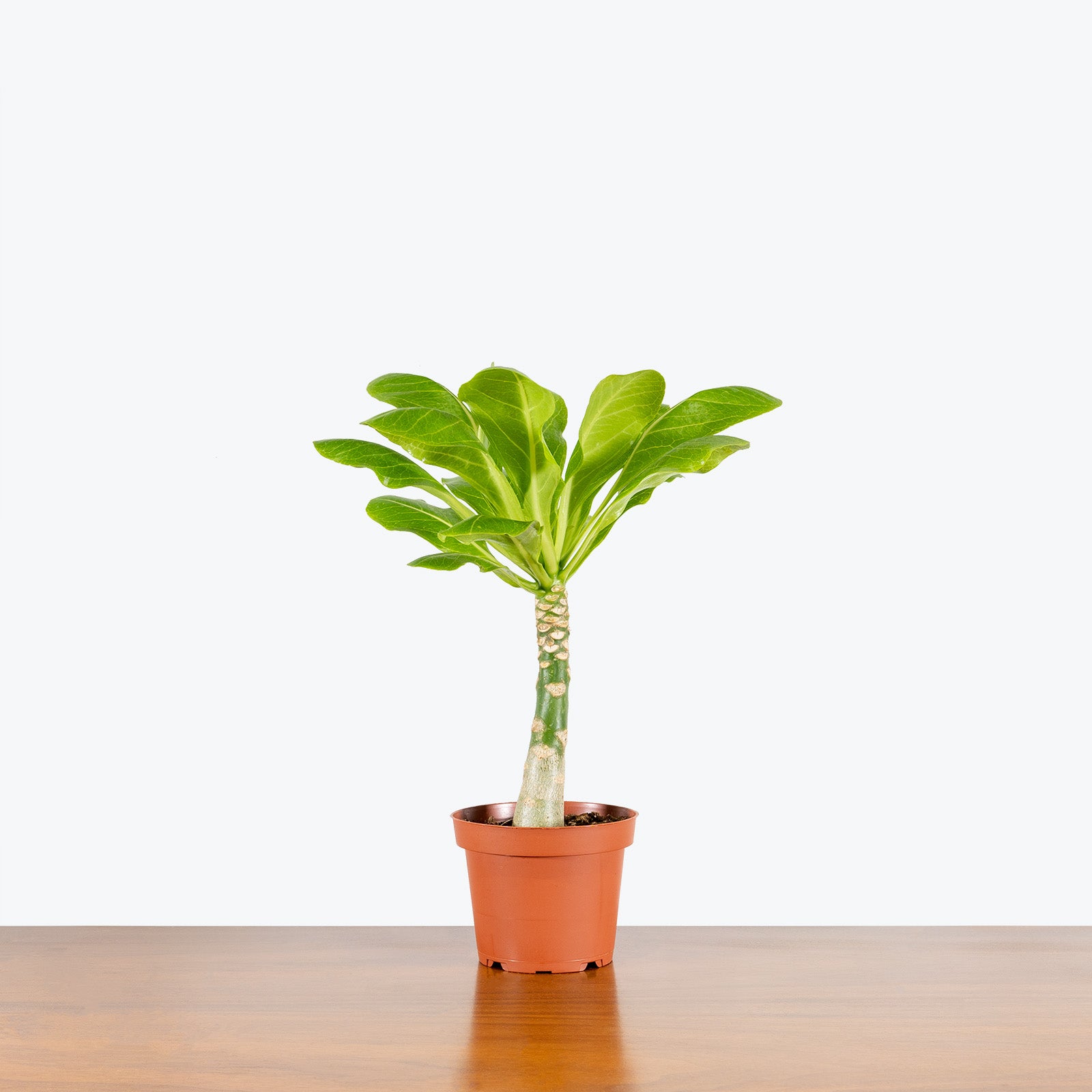 Hawaiian Palm - Brighamia Insignis - House Plants Delivery Toronto - JOMO Studio