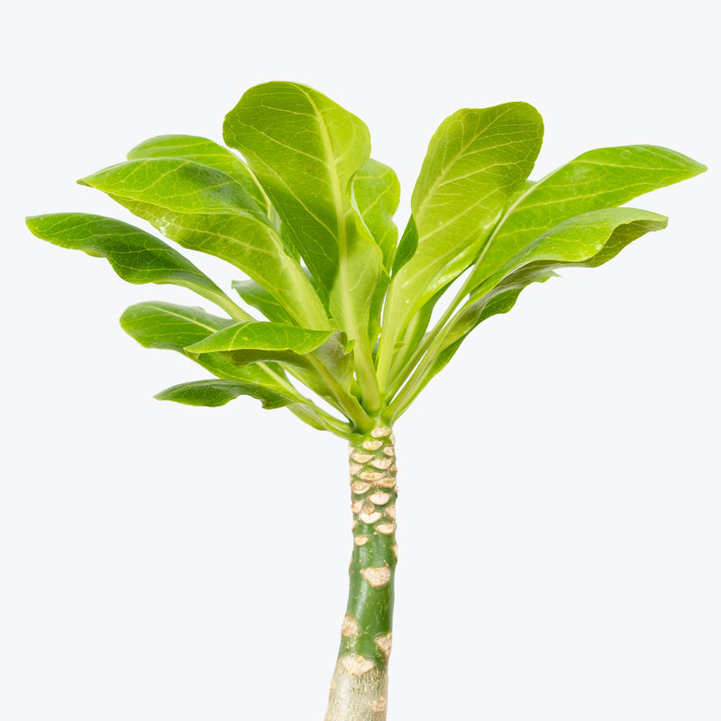 Hawaiian Palm - Brighamia Insignis - House Plants Delivery Toronto - JOMO Studio