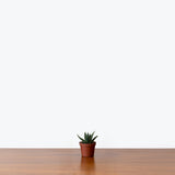 Haworthia Succulent Mystery Box — Single Assorted