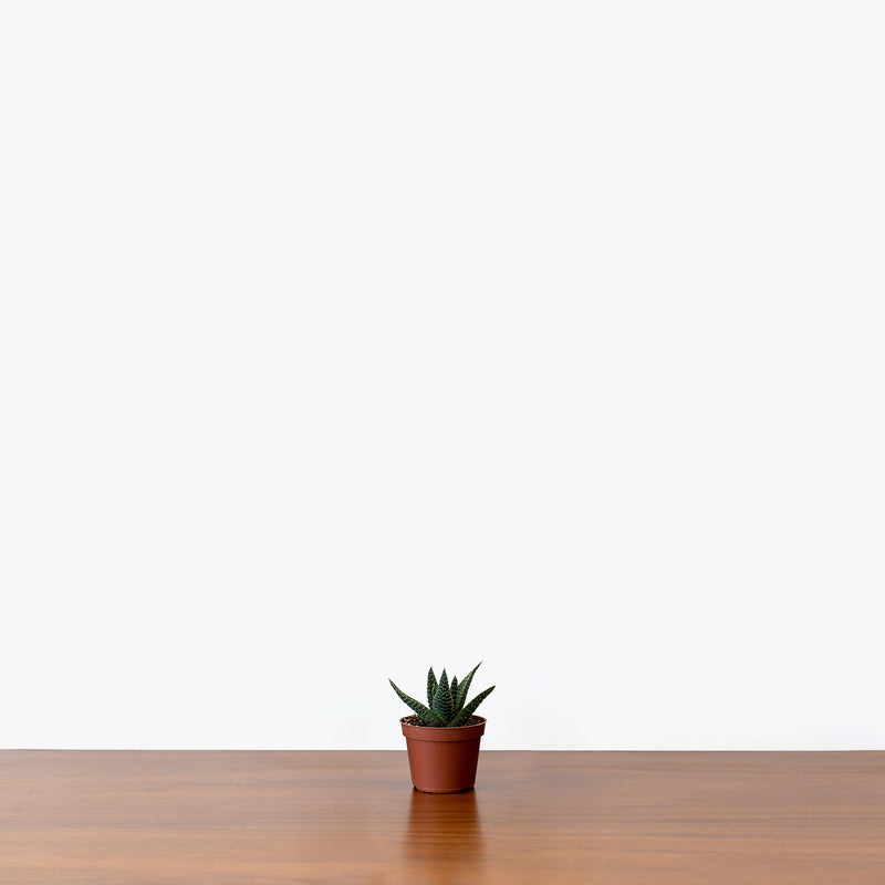 Haworthia Succulent - House Plants Delivery Toronto - JOMO Studio