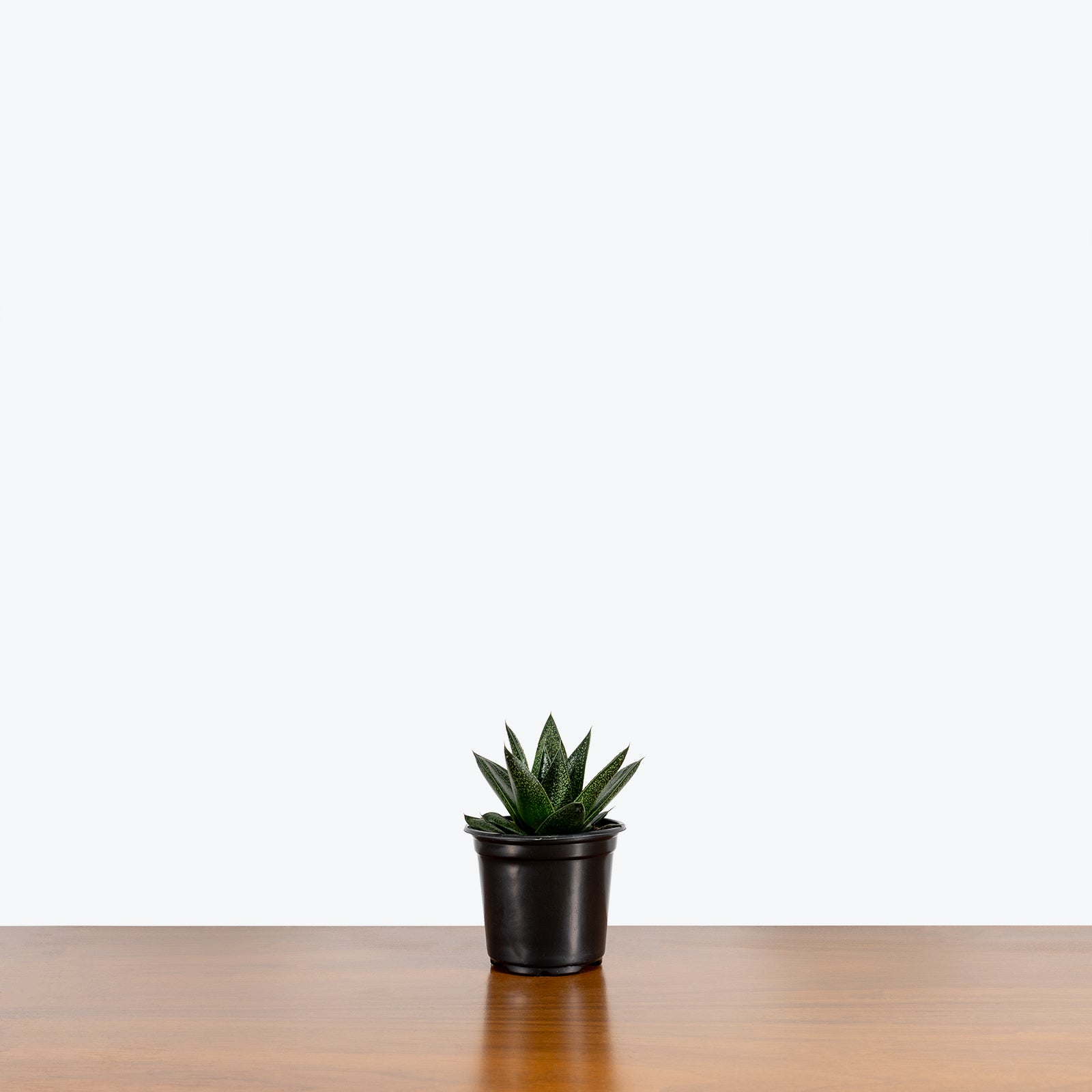 Big Haworthia Mystery Box | Haworthia Succulent | Care Guide and Pro Tips - Delivery from Toronto across Canada - JOMO Studio