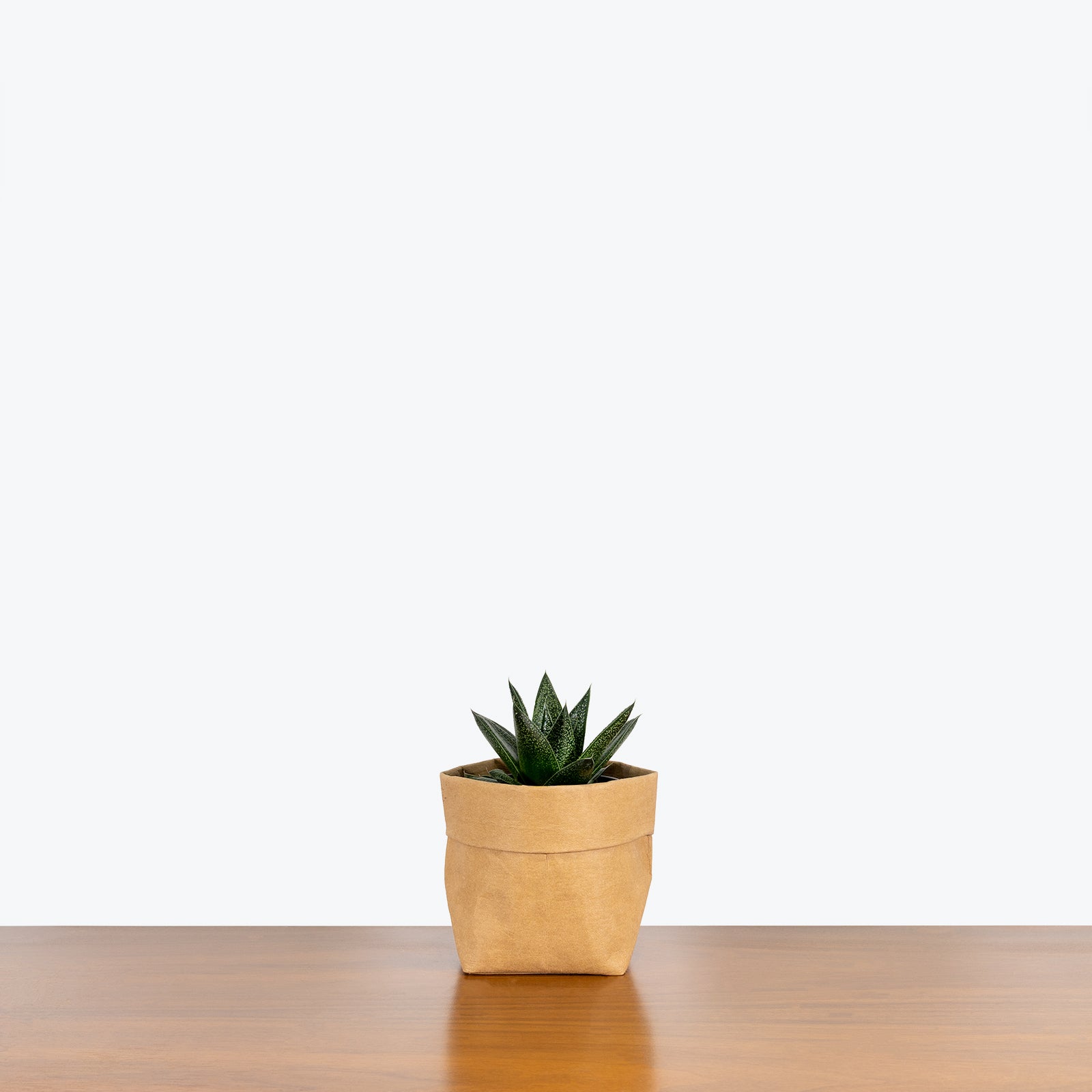 Haworthia Succulent - House Plants Delivery Toronto - JOMO Studio