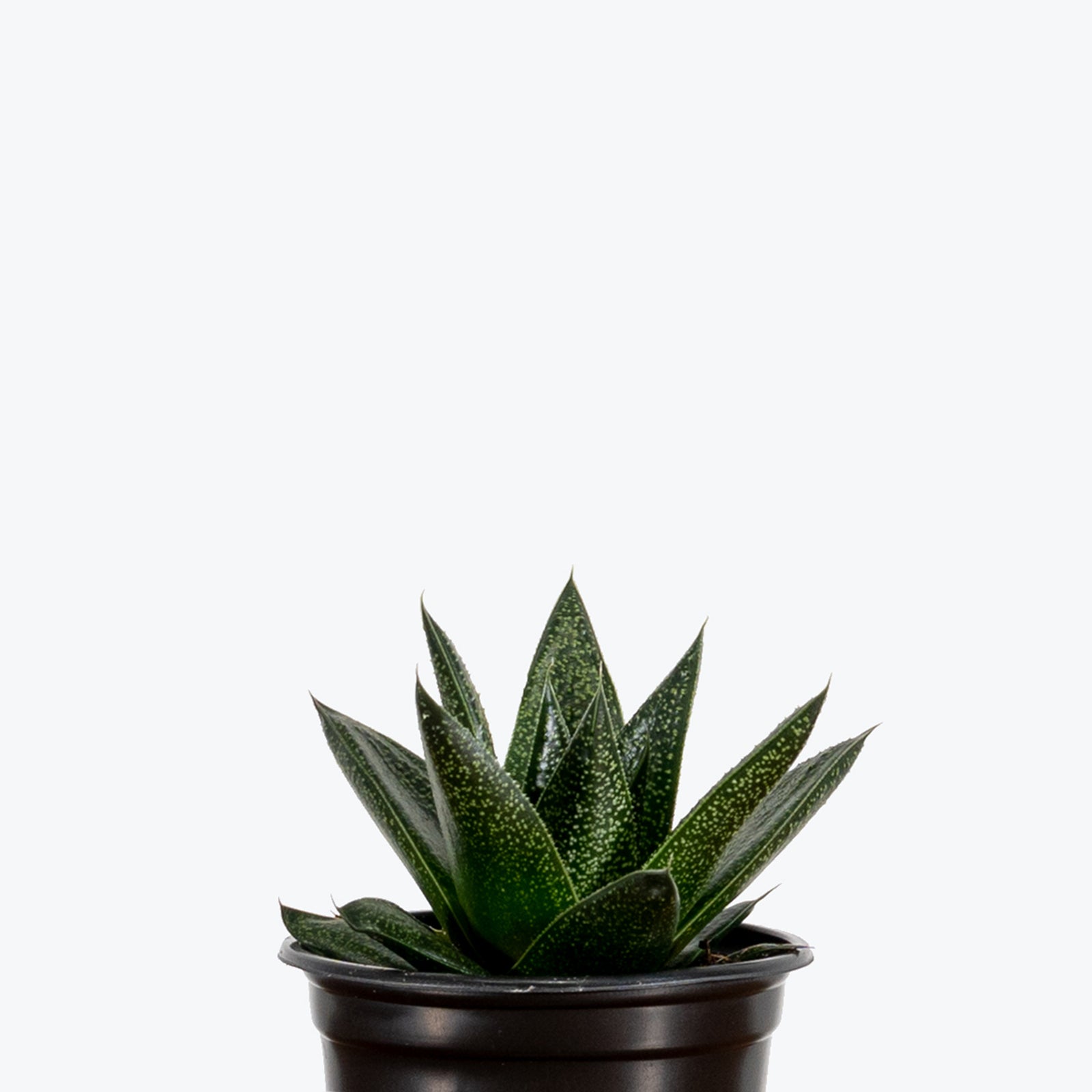 Haworthia Succulent - House Plants Delivery Toronto - JOMO Studio