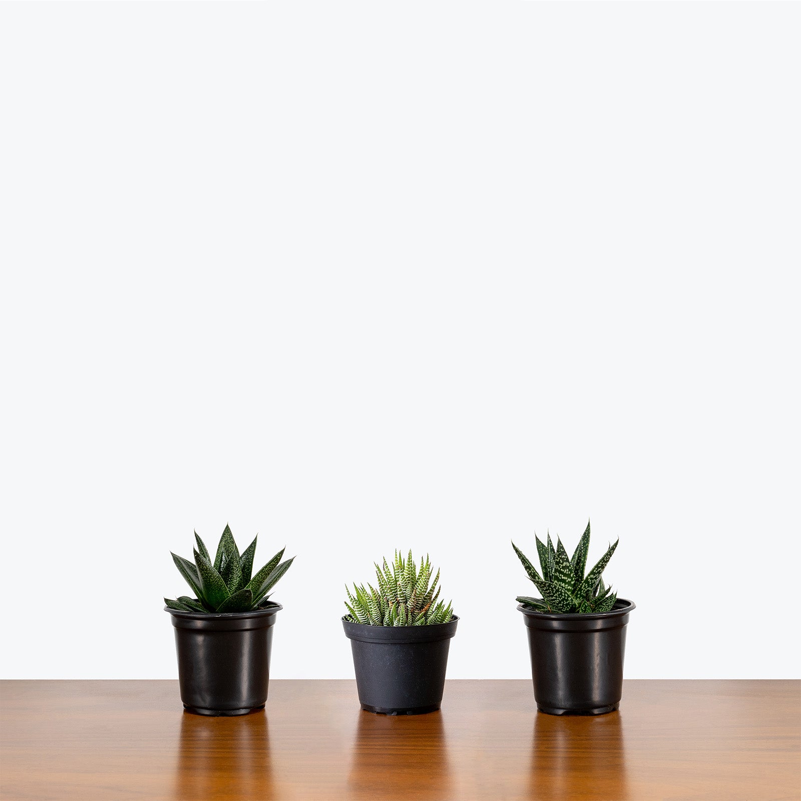 Haworthia Succulent - House Plants Delivery Toronto - JOMO Studio