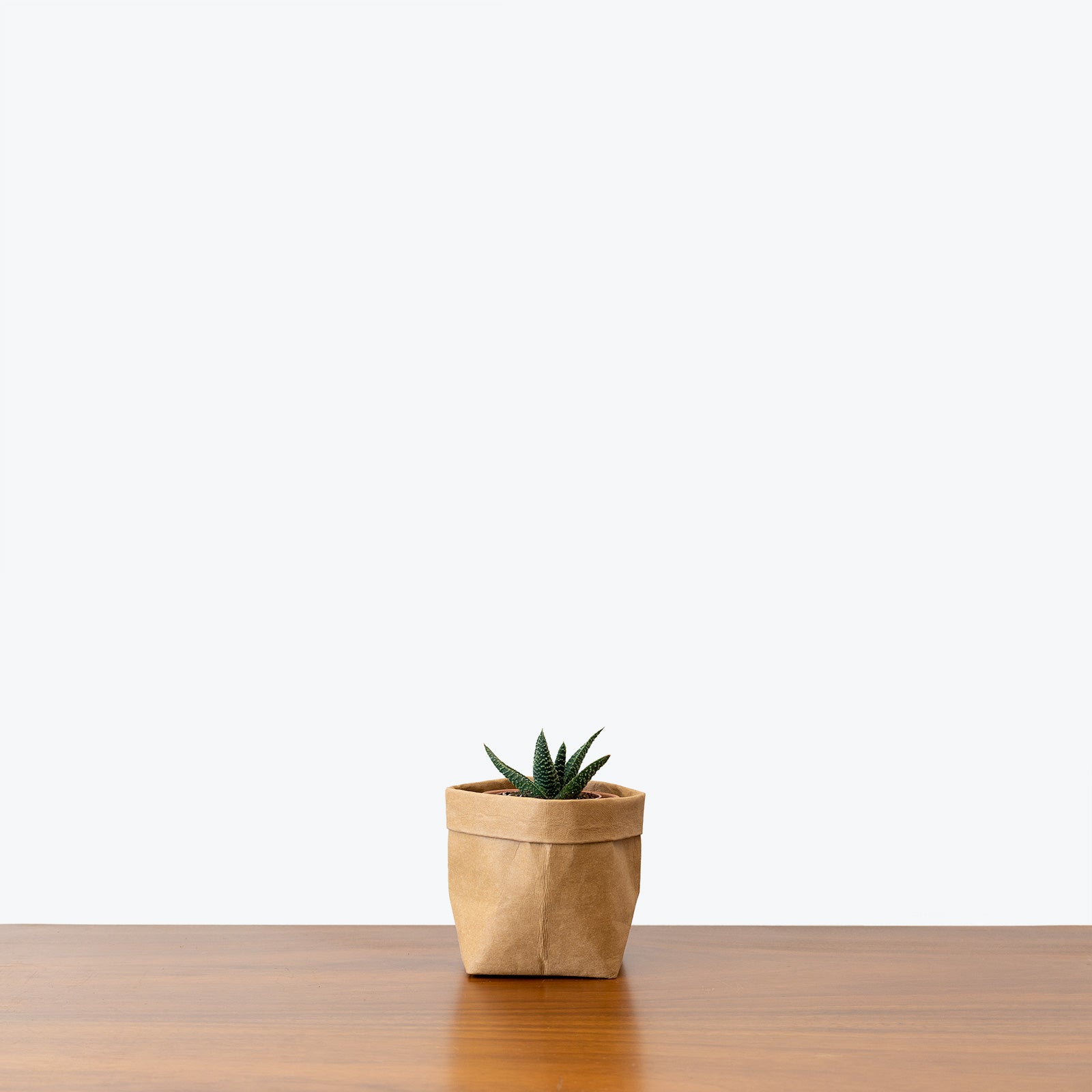 Haworthia Succulent - House Plants Delivery Toronto - JOMO Studio