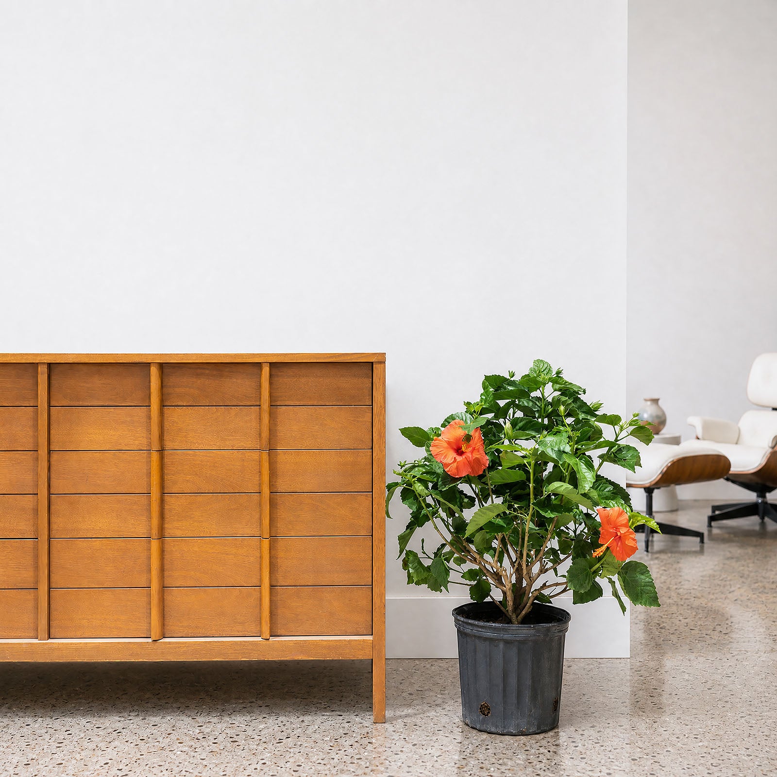 Hibiscus - House Plants Delivery Toronto - JOMO Studio