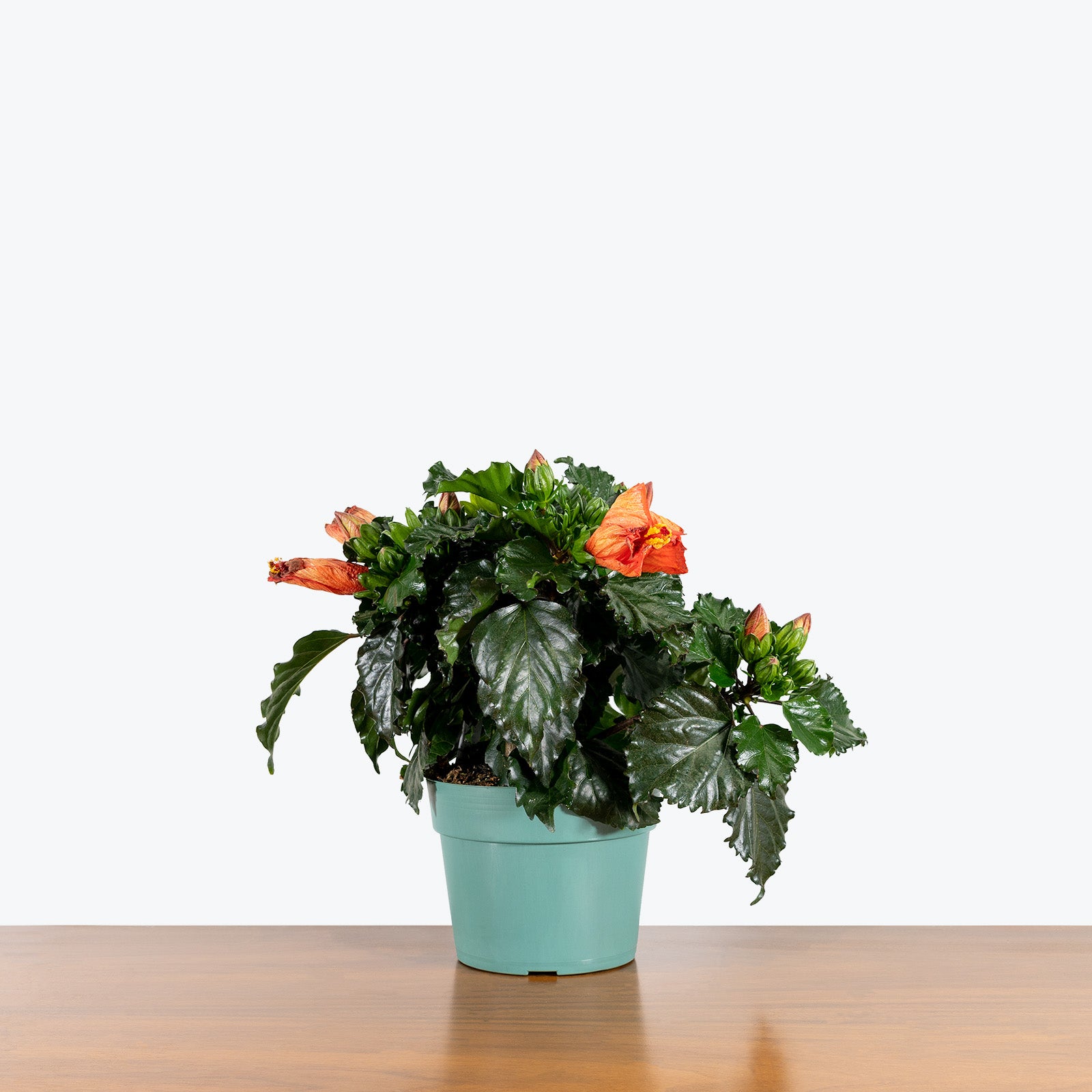 Hibiscus - House Plants Delivery Toronto - JOMO Studio