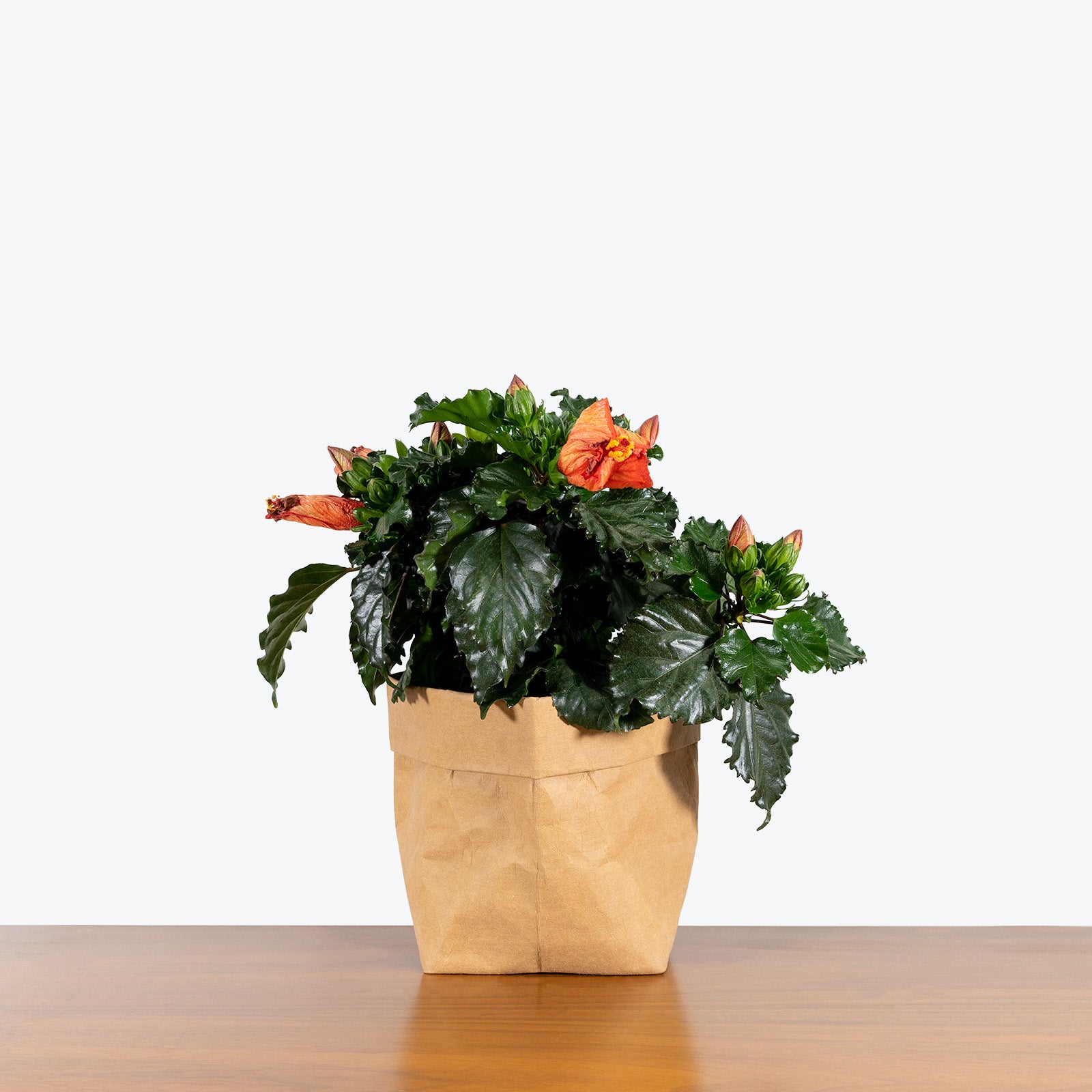 hibiscus house plants Hibiscus - House Plants Delivery Toronto