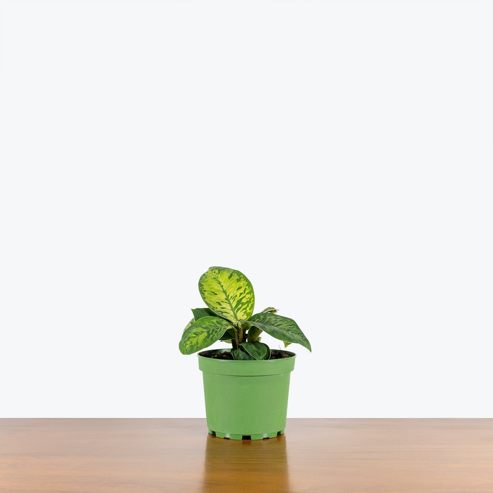 Homalomena Camouflage - House Plants Delivery Toronto - JOMO Studio