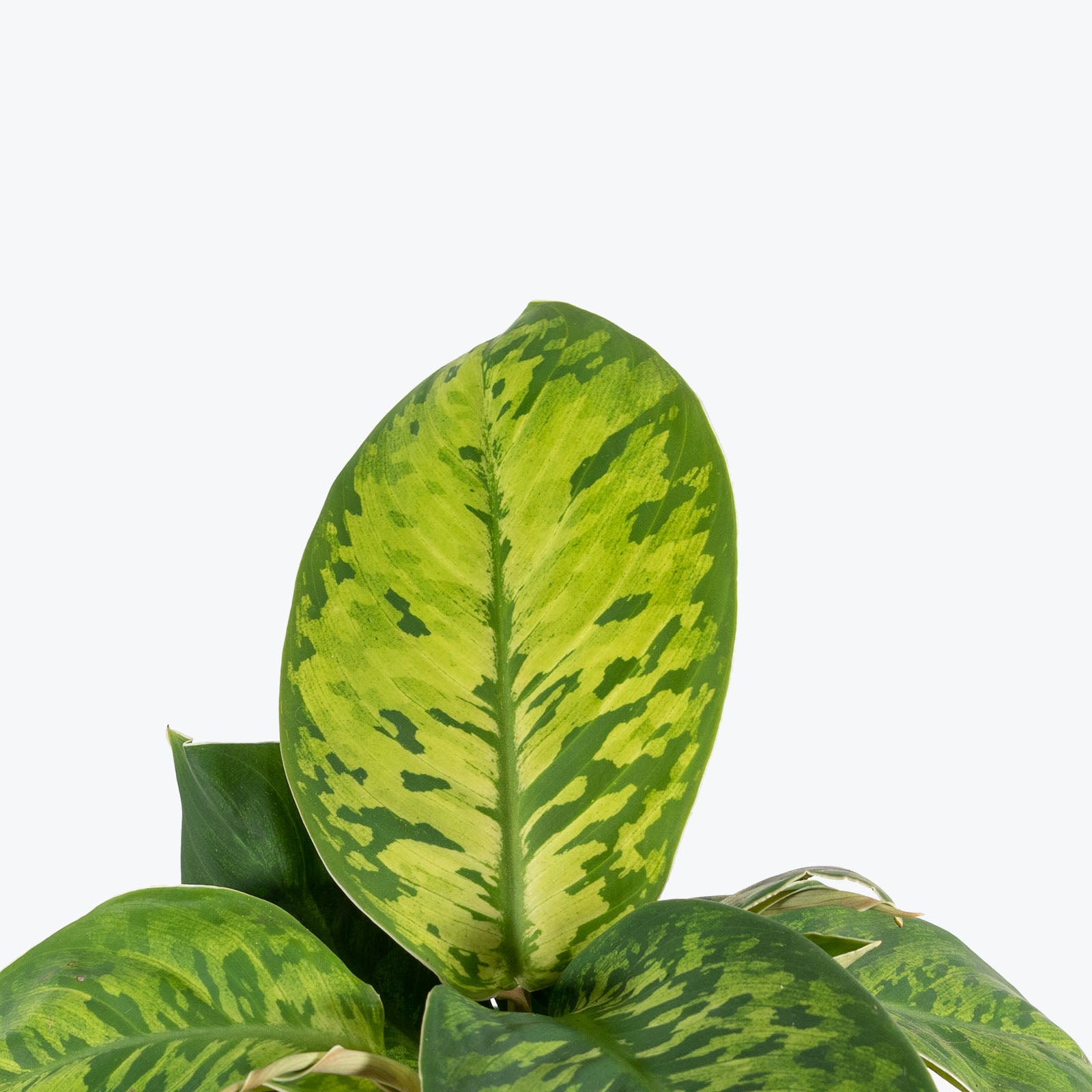Homalomena Camouflage - House Plants Delivery Toronto - JOMO Studio