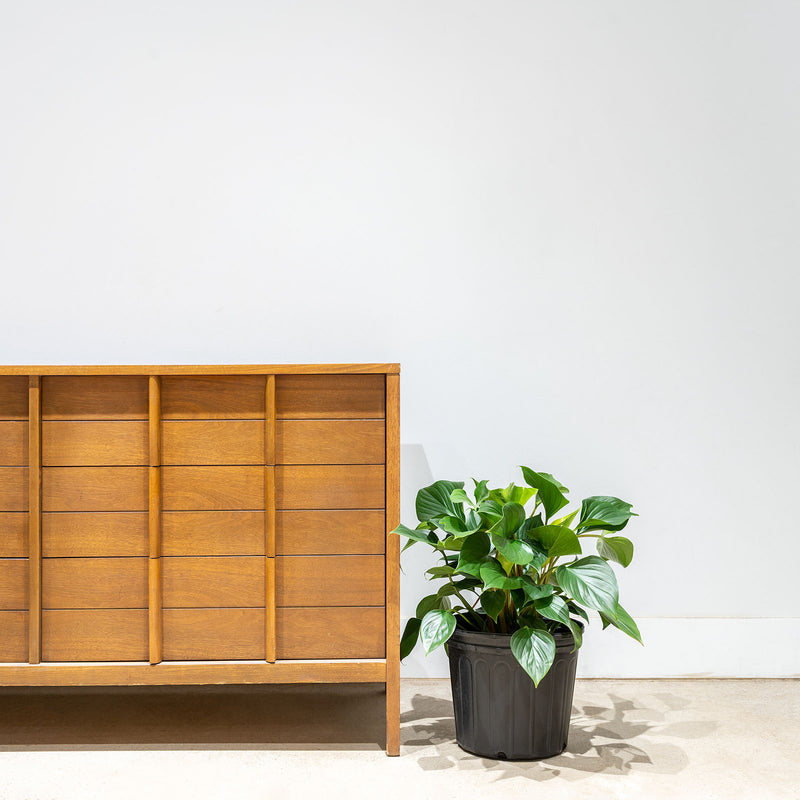 Homalomena Emerald Gem - House Plants Delivery Toronto - JOMO Studio