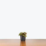 Homalomena Humilis Red Velvet — 4" Pot