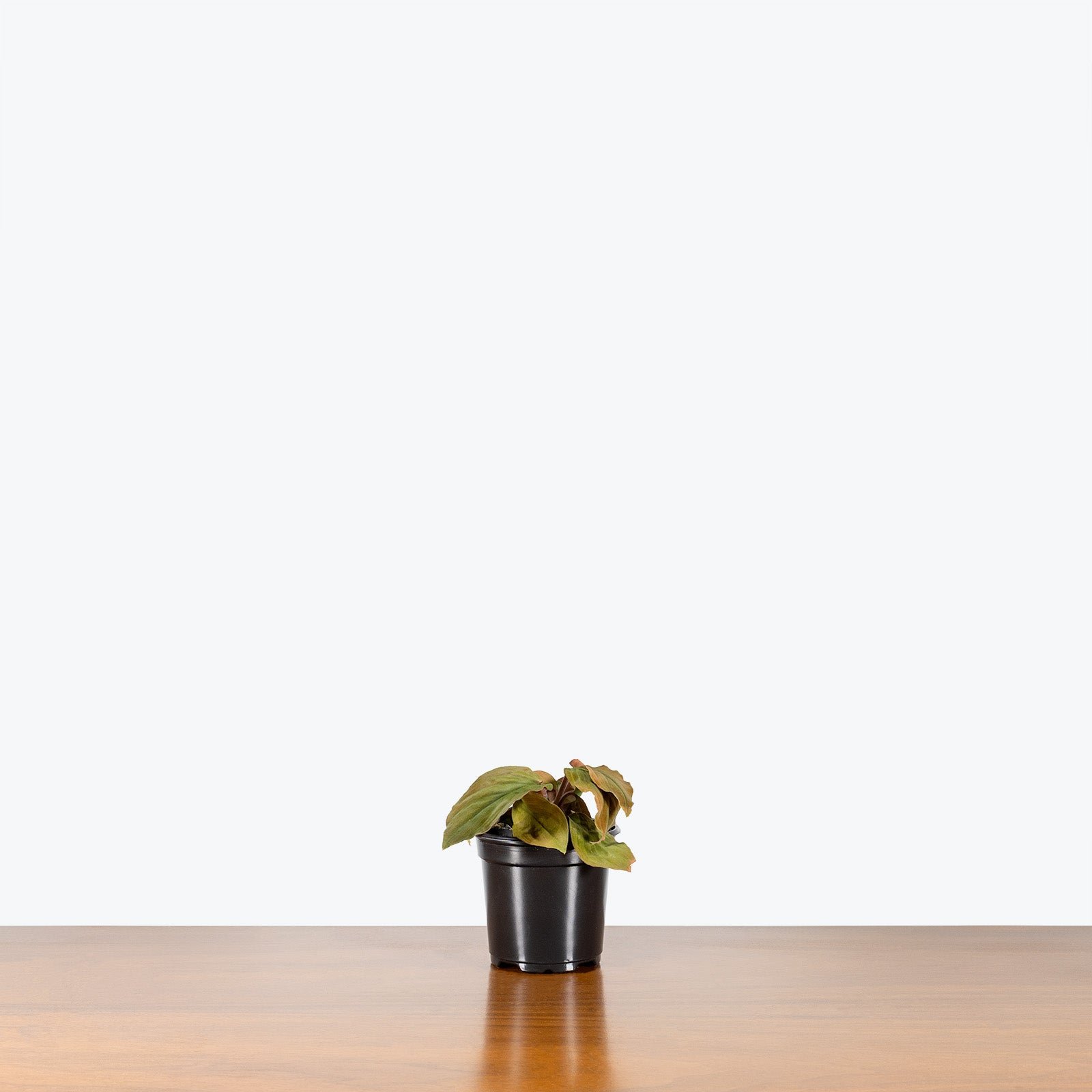 Homalomena Humilis Red Velvet - House Plants Delivery Toronto - JOMO Studio