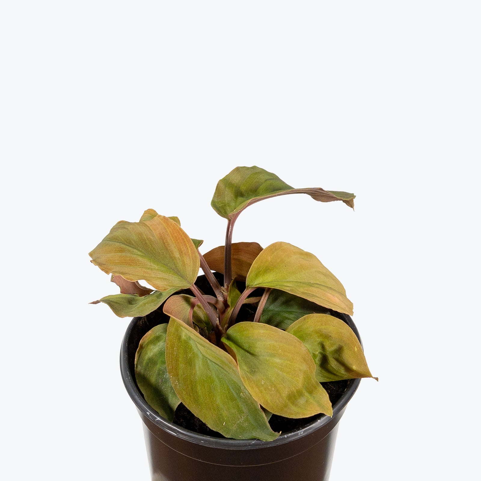 Homalomena Humilis Red Velvet - House Plants Delivery Toronto - JOMO Studio