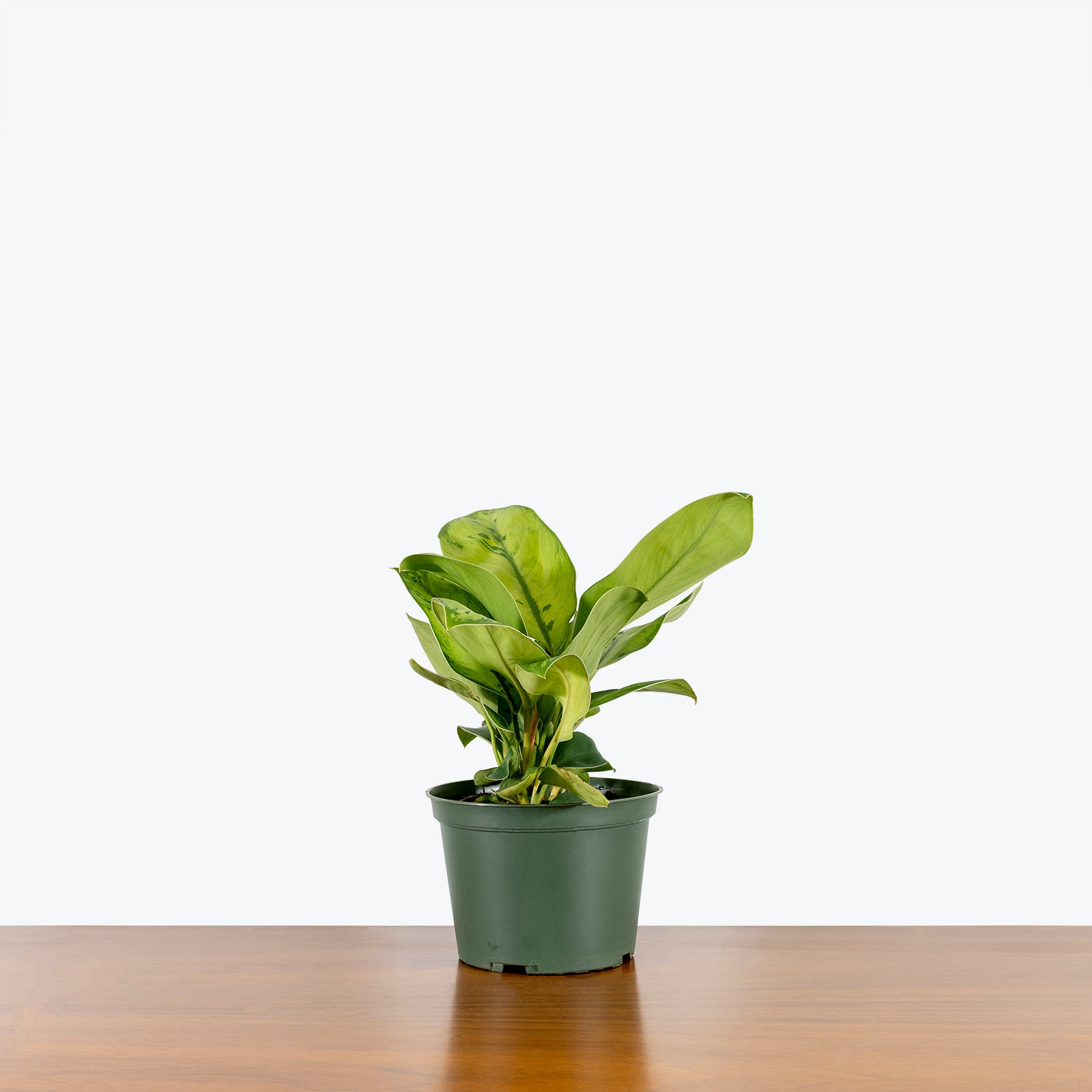 Homalomena Selby - House Plants Delivery Toronto - JOMO Studio