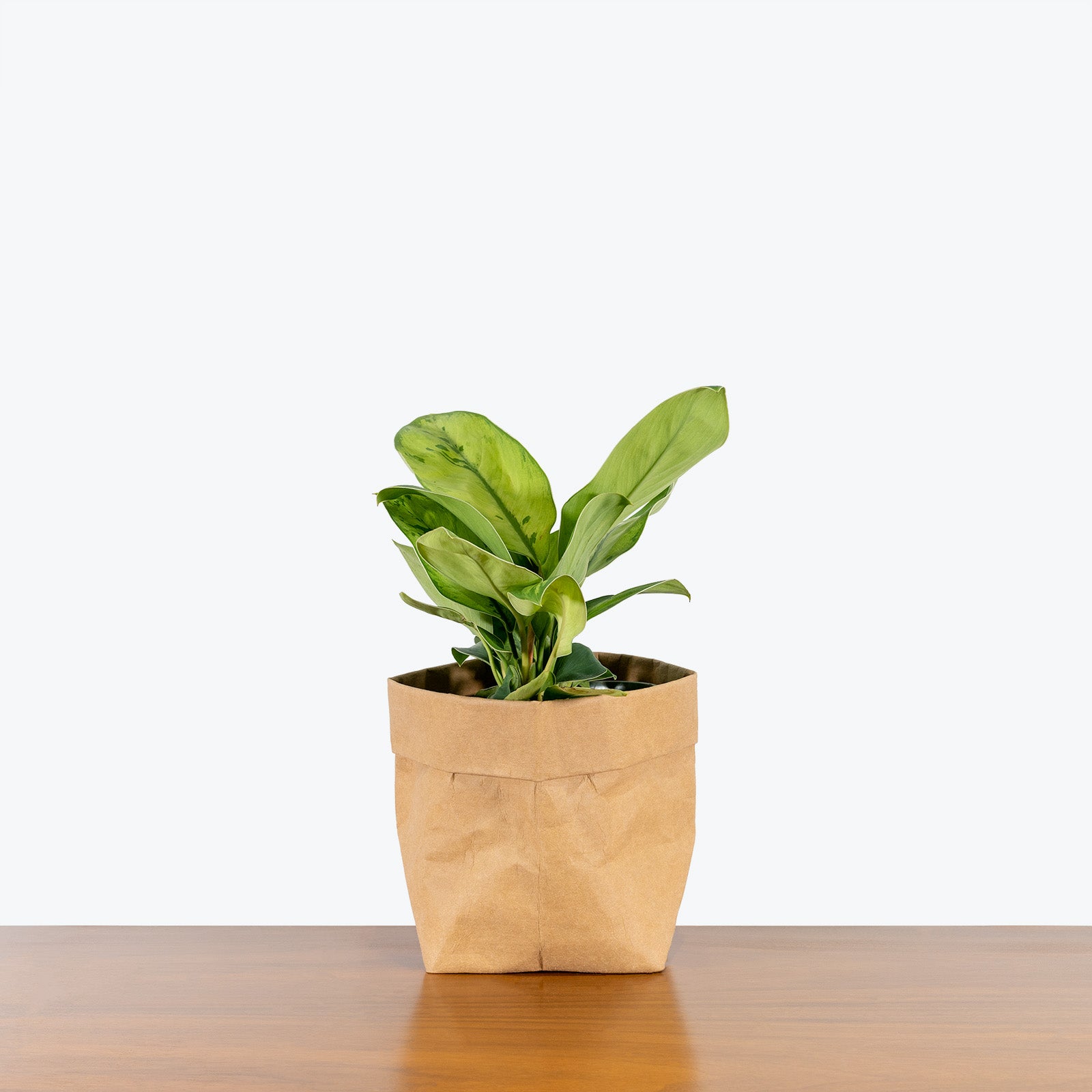 Homalomena Selby - House Plants Delivery Toronto - JOMO Studio