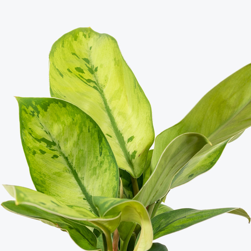 Homalomena Selby - House Plants Delivery Toronto - JOMO Studio