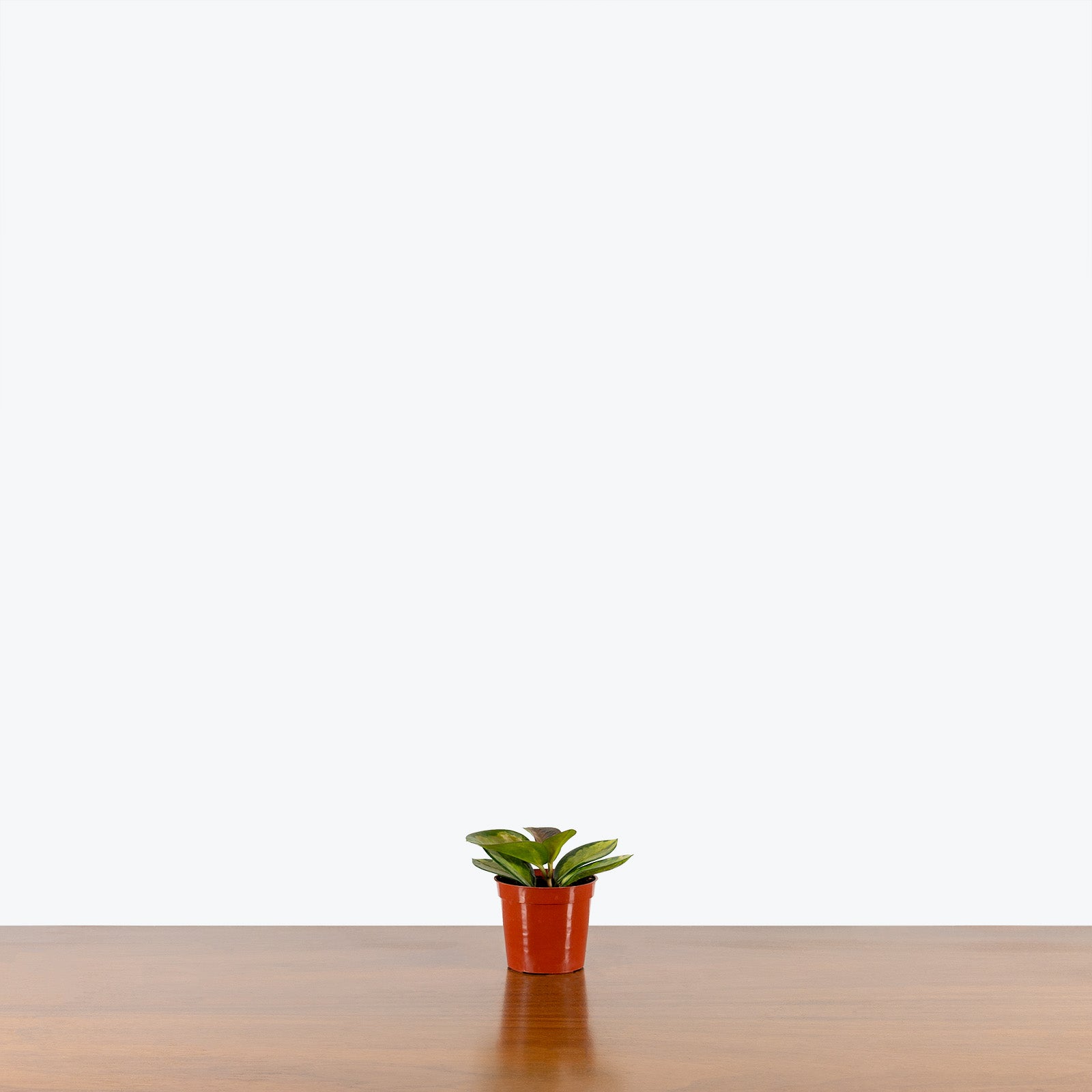 Hoya Australis Lisa - House Plants Delivery Toronto - JOMO Studio