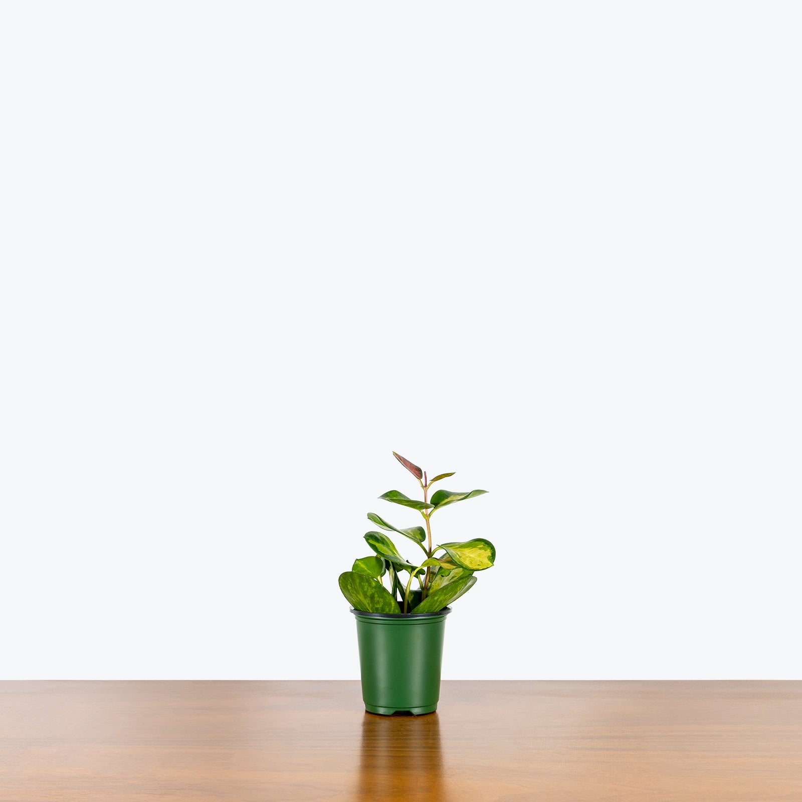 Hoya Australis Lisa | Easy Care Pet Friendly Houseplants for Delivery | Care Guide and Pro Tips