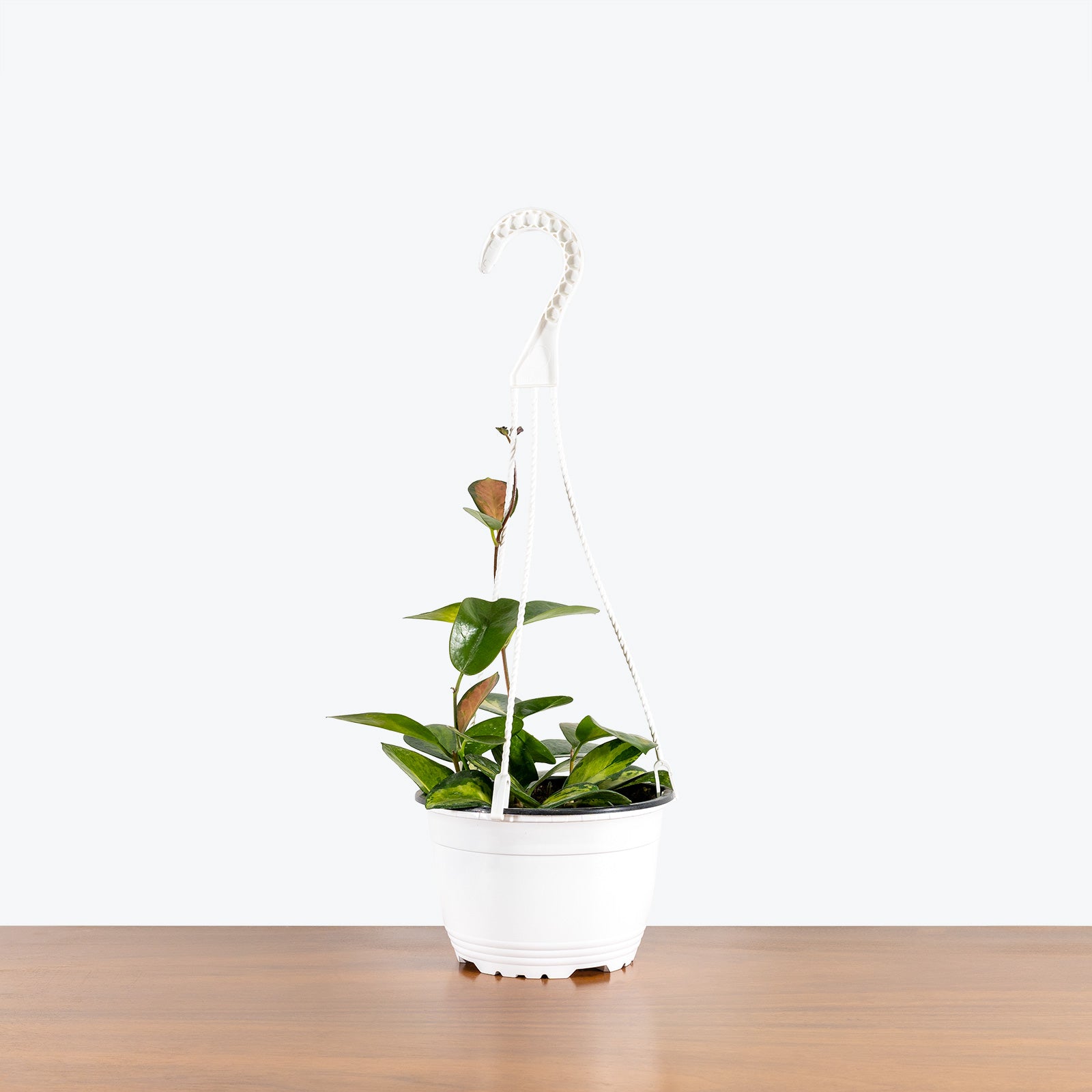 Hoya Australis Lisa | Easy Care Pet Friendly Houseplants for Delivery | Care Guide and Pro Tips