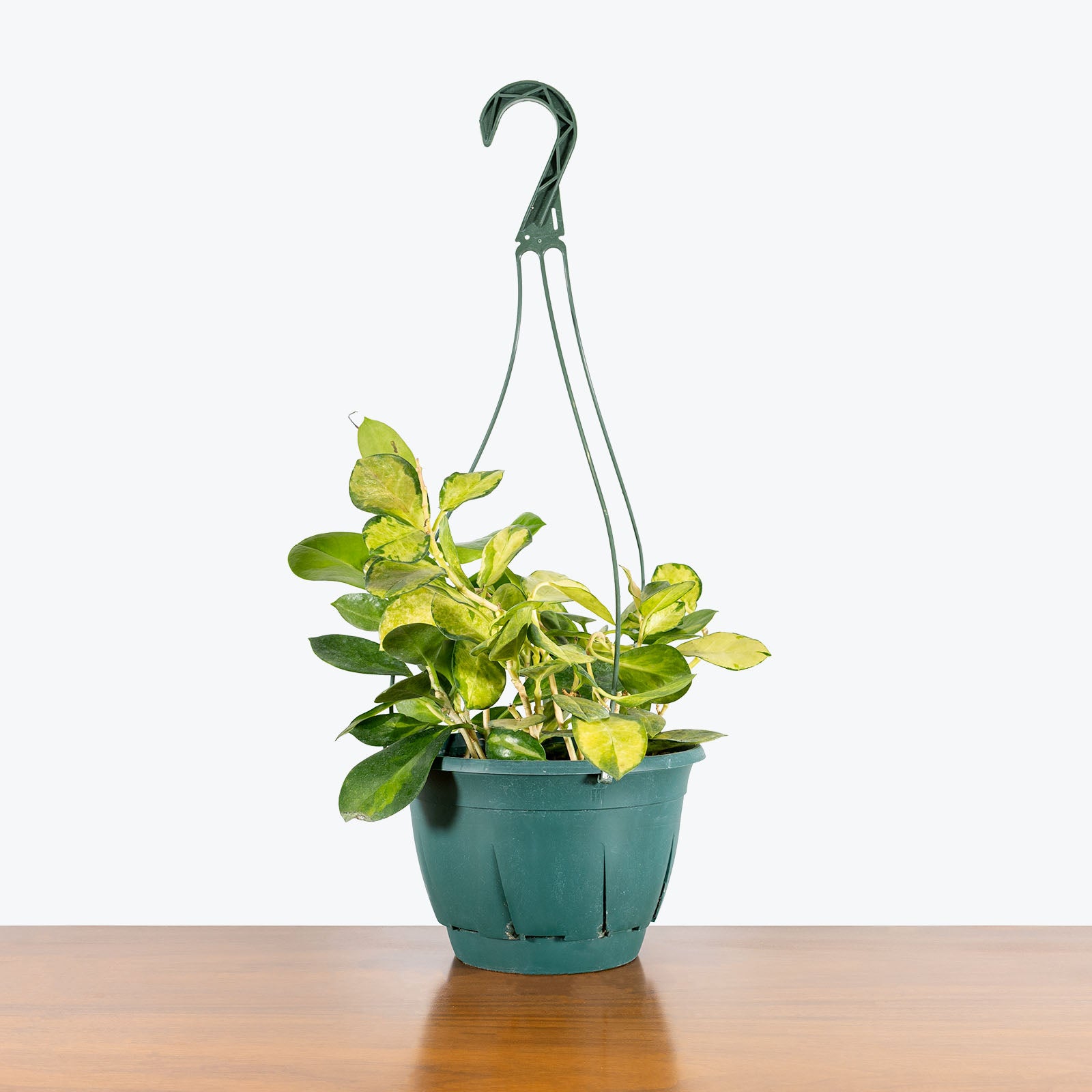 Hoya Australis Lisa | Easy Care Pet Friendly Houseplants for Delivery | Care Guide and Pro Tips