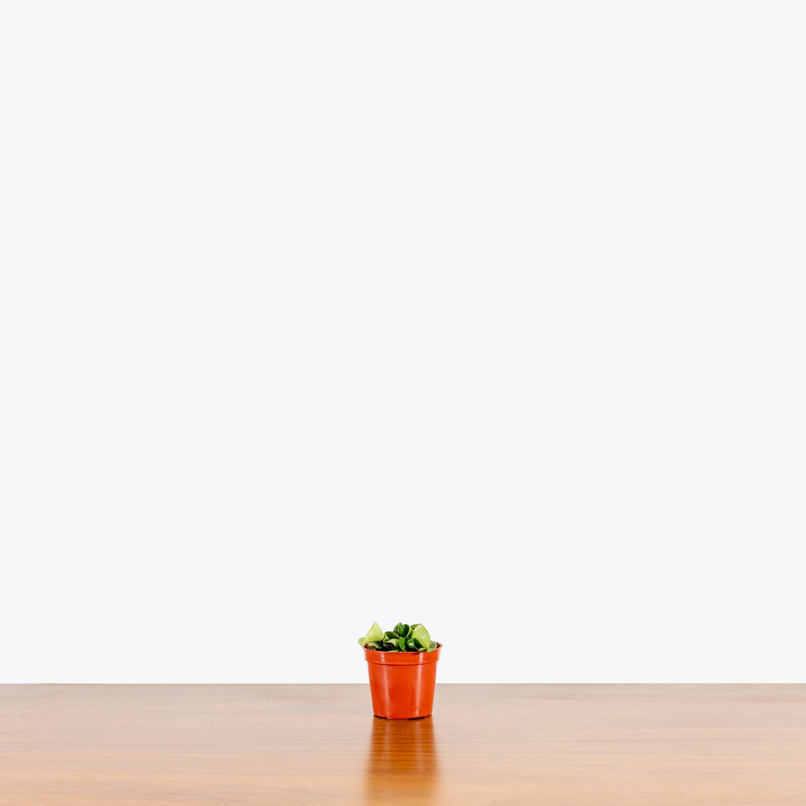 Hoya Carnosa Compacta Hindu Rope | Care Guide and Pro Tips - Delivery from Toronto across Canada - JOMO Studio