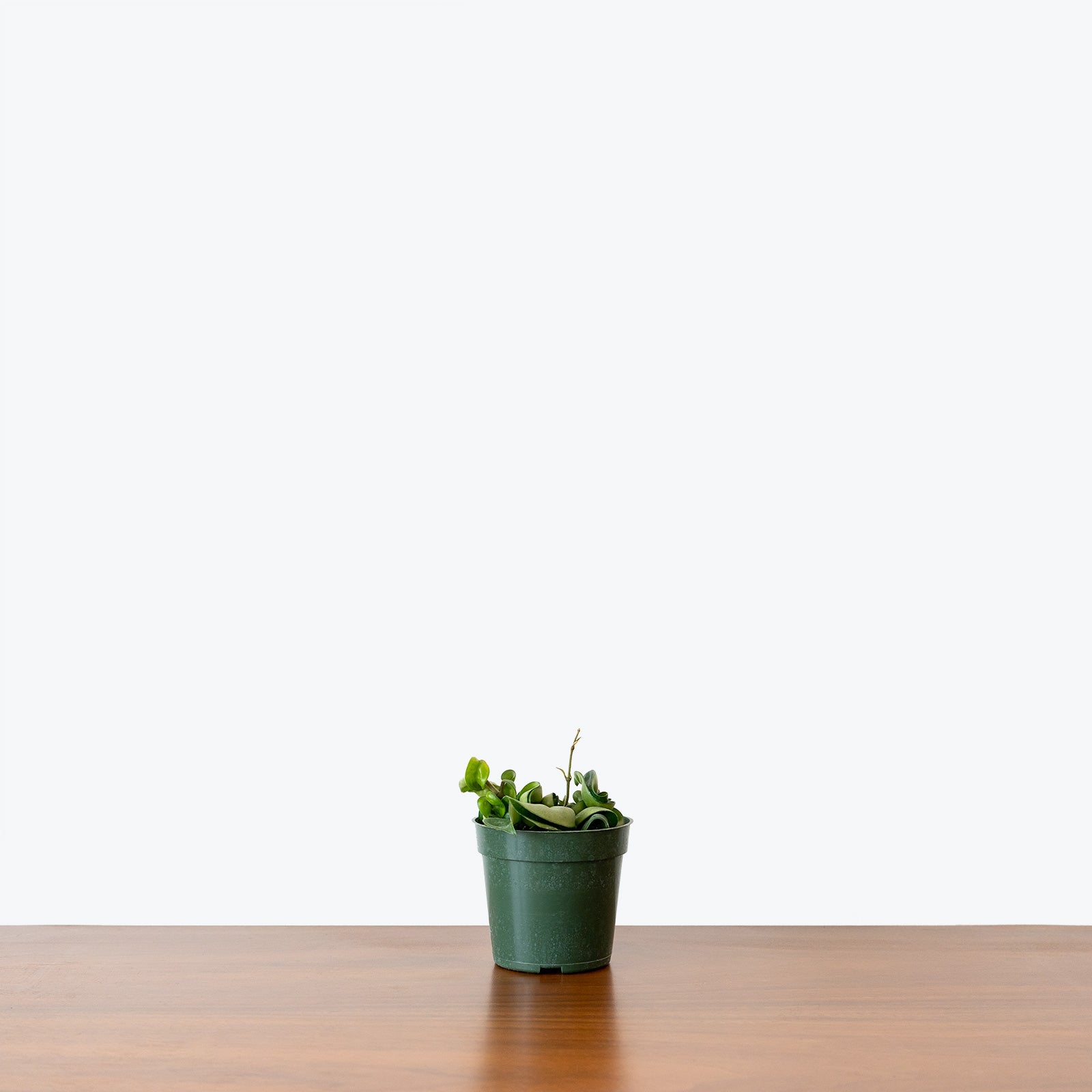 Hoya Carnosa Compacta Hindu Rope | Care Guide and Pro Tips - Delivery from Toronto across Canada - JOMO Studio