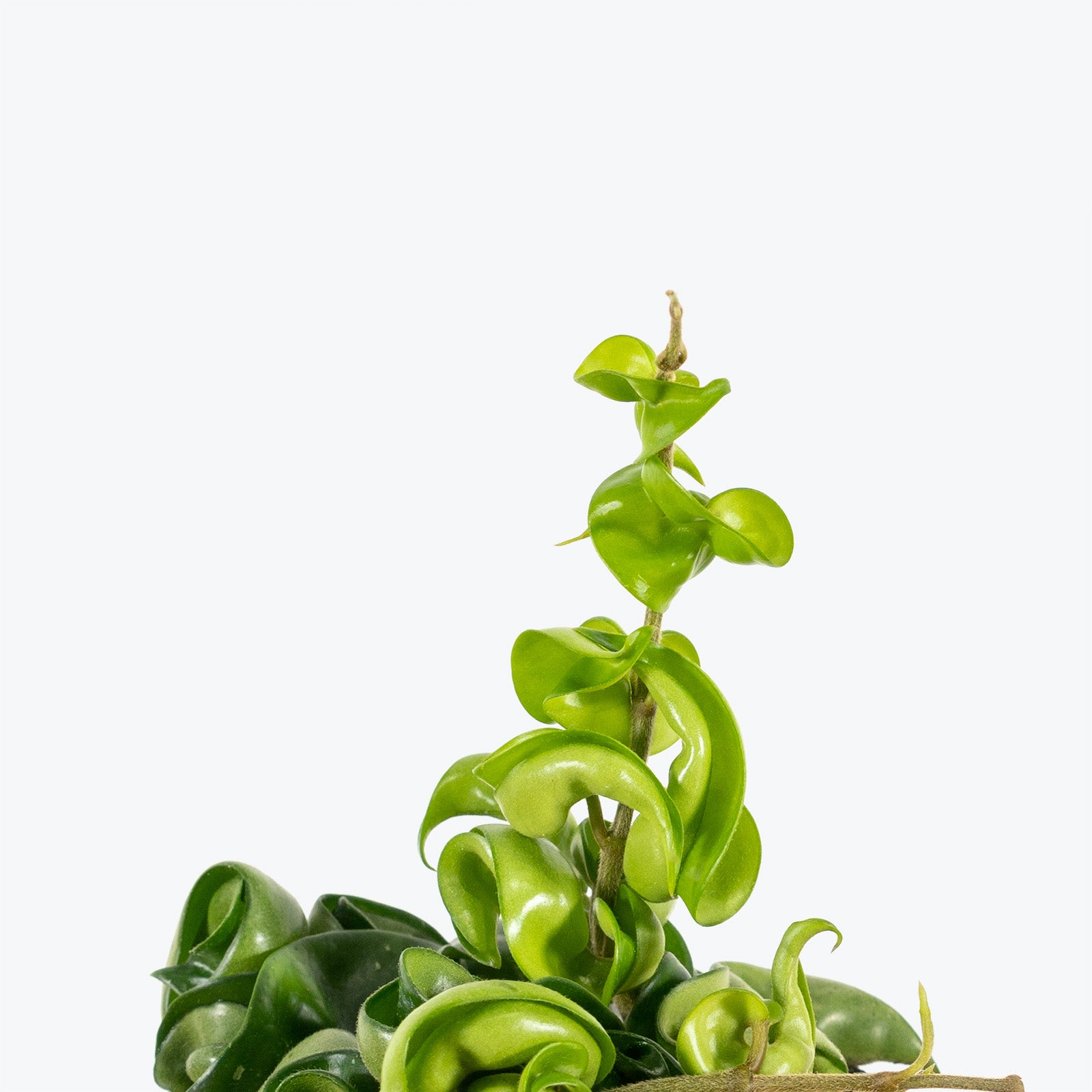 Hoya Carnosa Compacta Hindu Rope | Care Guide and Pro Tips - Delivery from Toronto across Canada - JOMO Studio