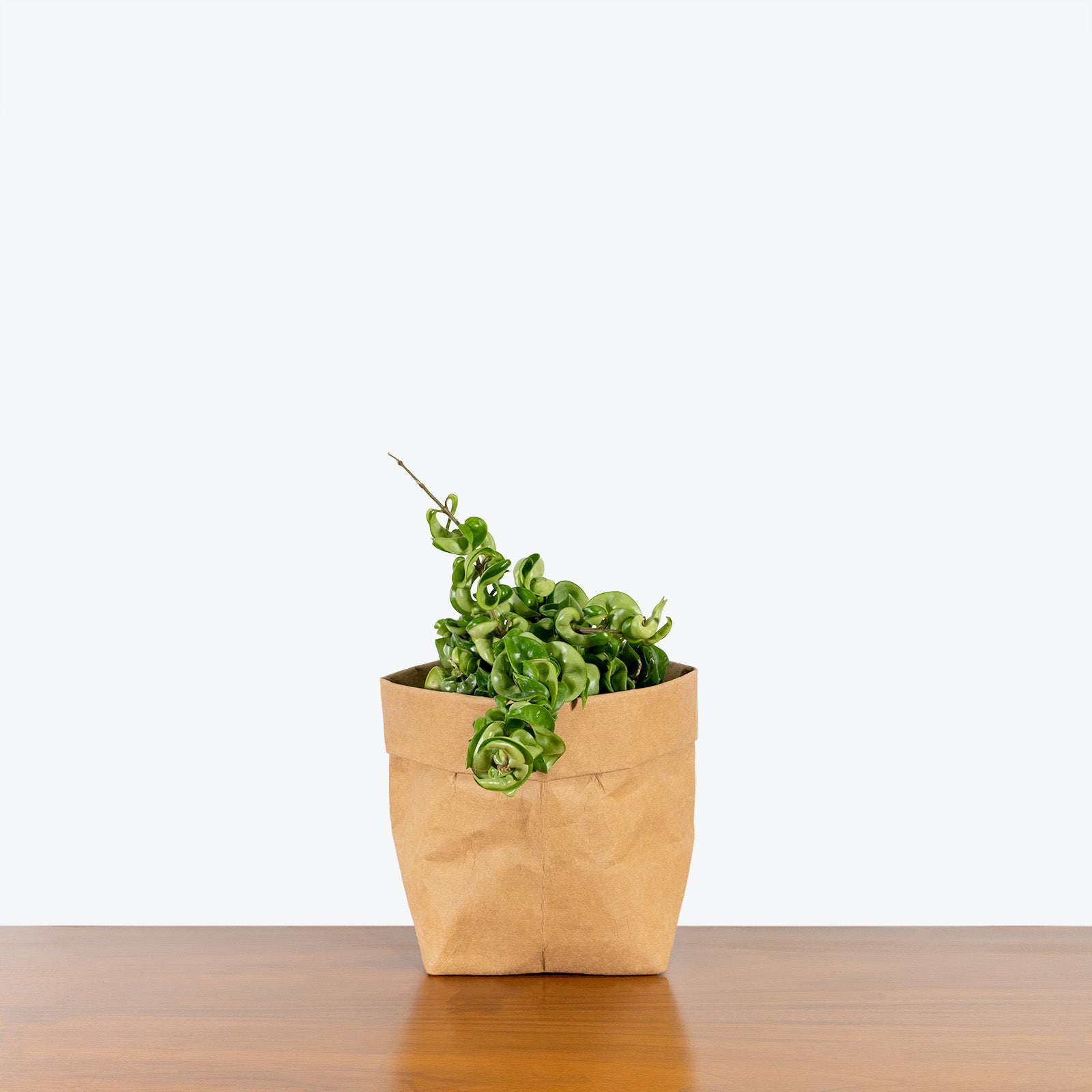 Hoya Carnosa Compacta Hindu Rope | Care Guide and Pro Tips - Delivery from Toronto across Canada - JOMO Studio