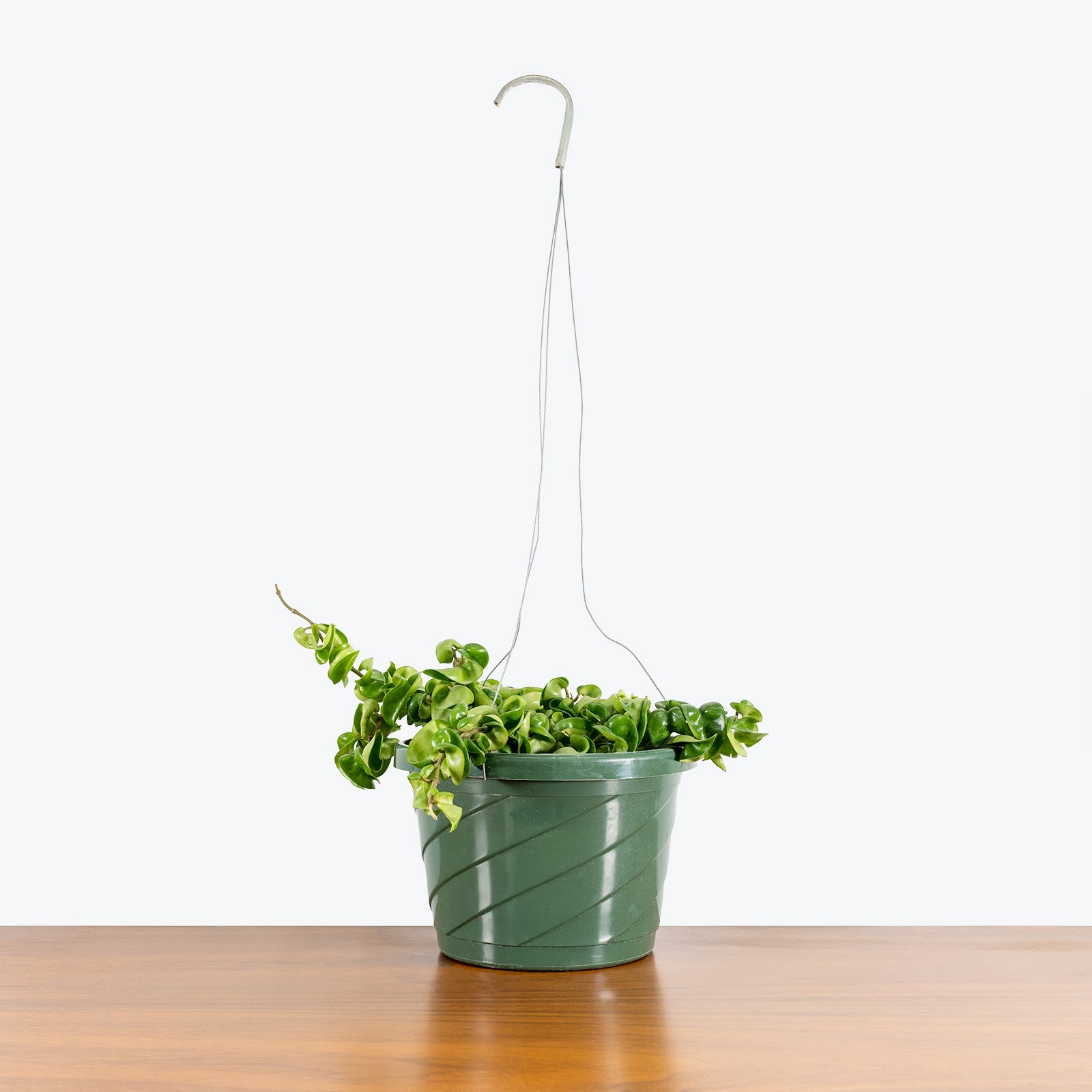 Hoya Carnosa Compacta Hindu Rope | Care Guide and Pro Tips - Delivery from Toronto across Canada - JOMO Studio