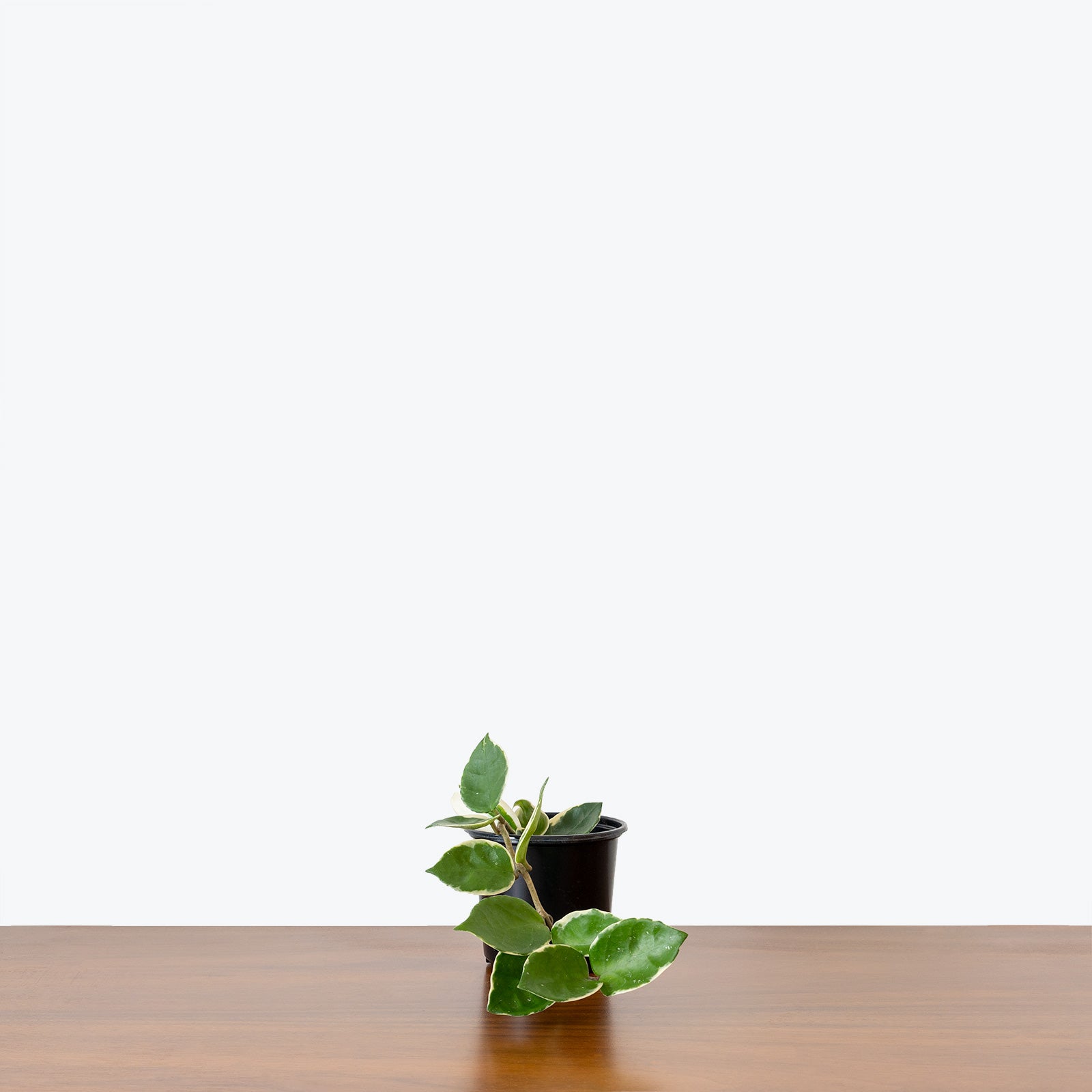 Hoya Carnosa Krimson Queen - House Plants Delivery Toronto - JOMO Studio