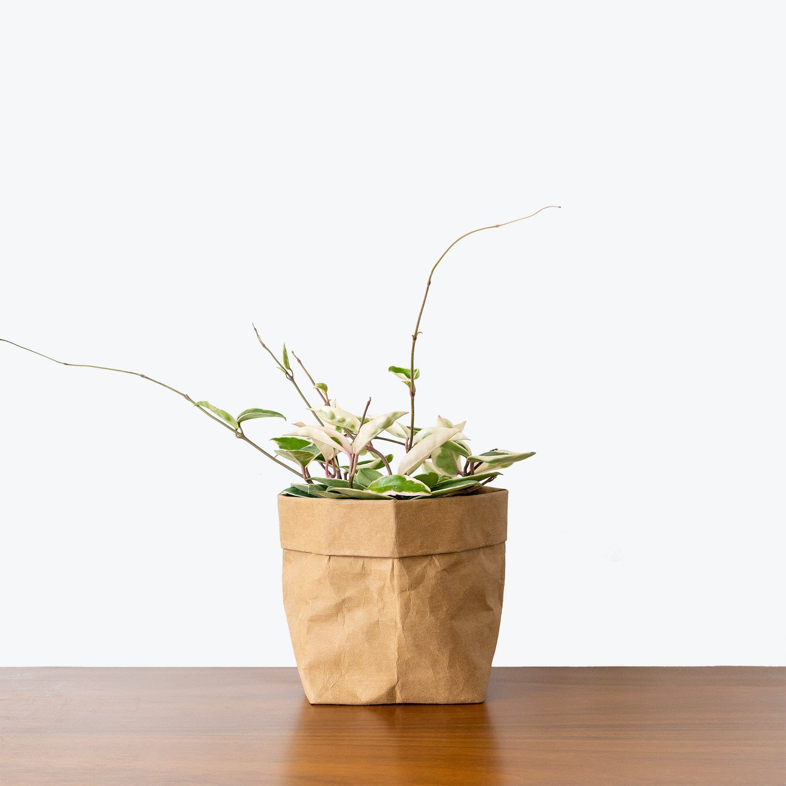 Hoya Carnosa Krimson Queen - House Plants Delivery Toronto - JOMO Studio