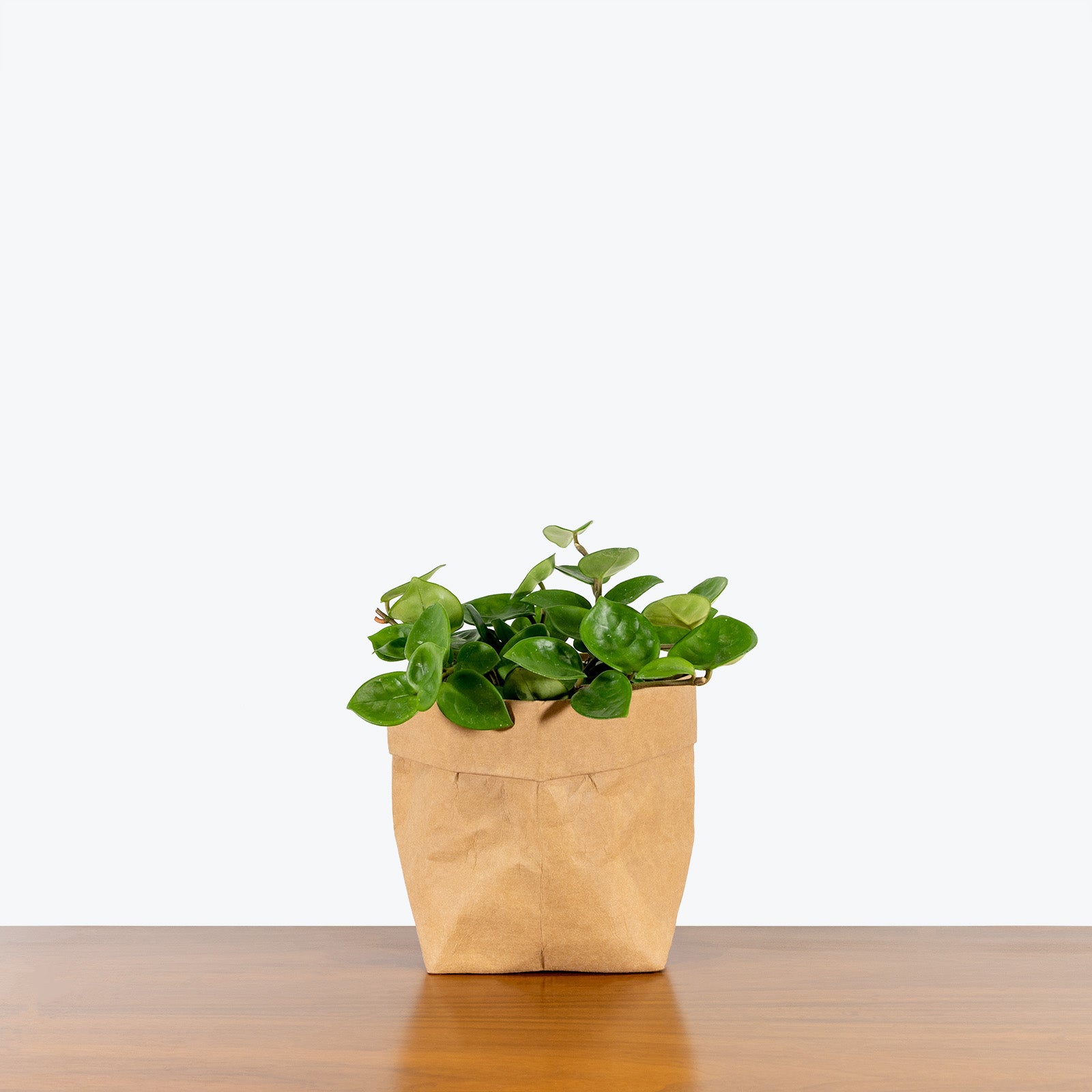 Hoya Chelsea - House Plants Delivery Toronto - JOMO Studio