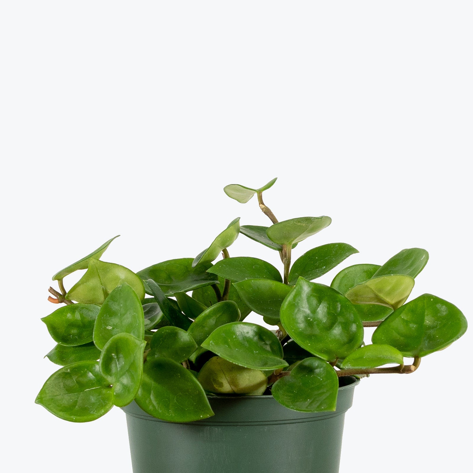 Hoya Chelsea - House Plants Delivery Toronto - JOMO Studio