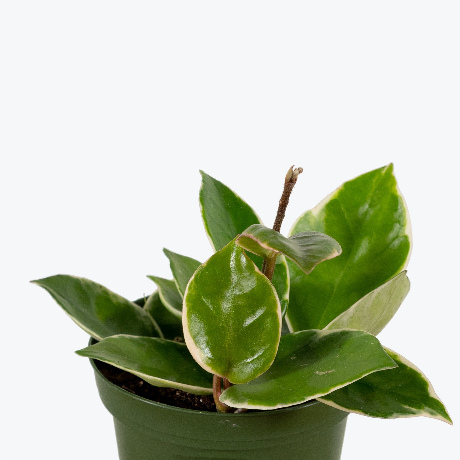 Hoya Chelsea Variegata - House Plants Delivery Toronto - JOMO Studio