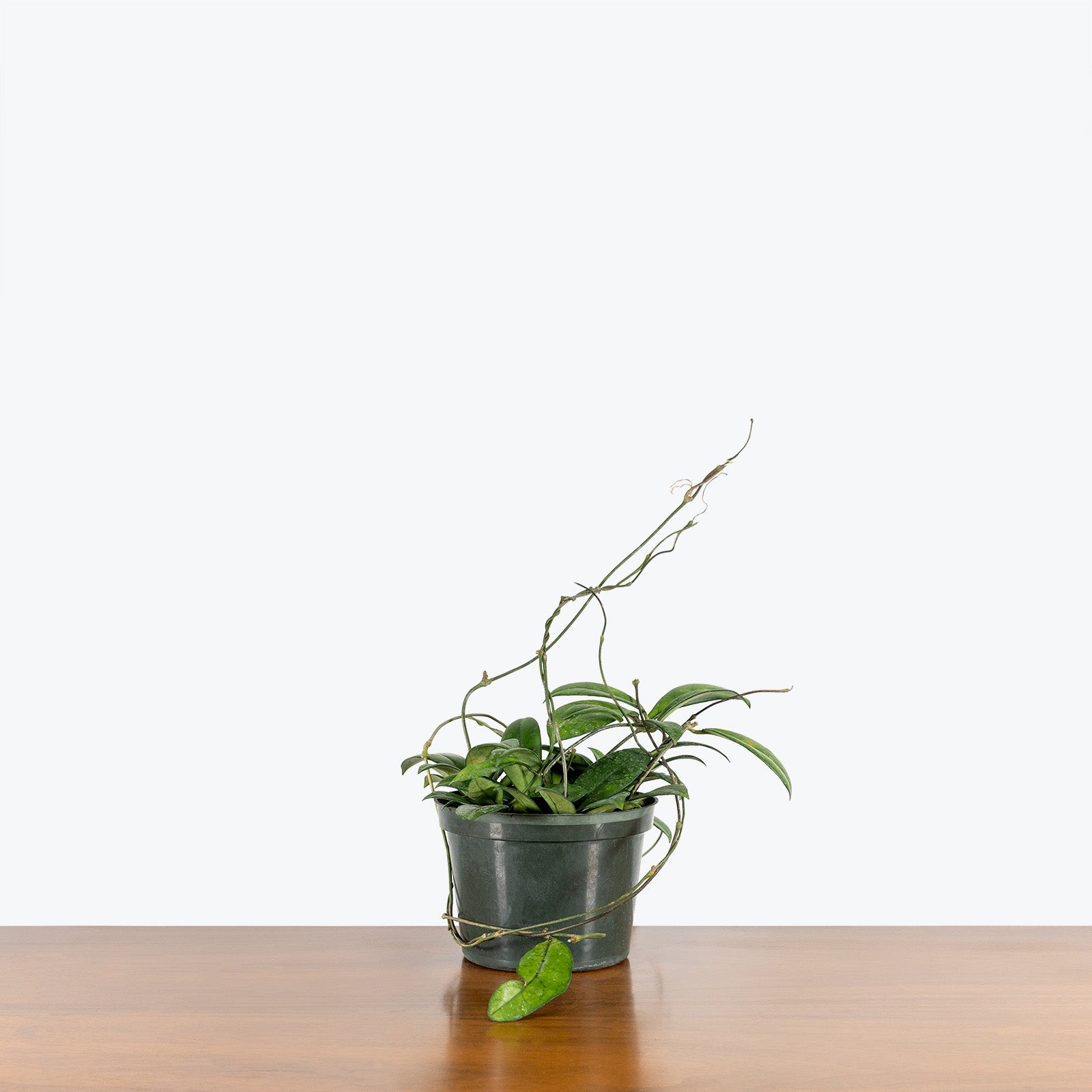 Hoya Crassipetiolata | Care Guide and Pro Tips - JOMO Studio